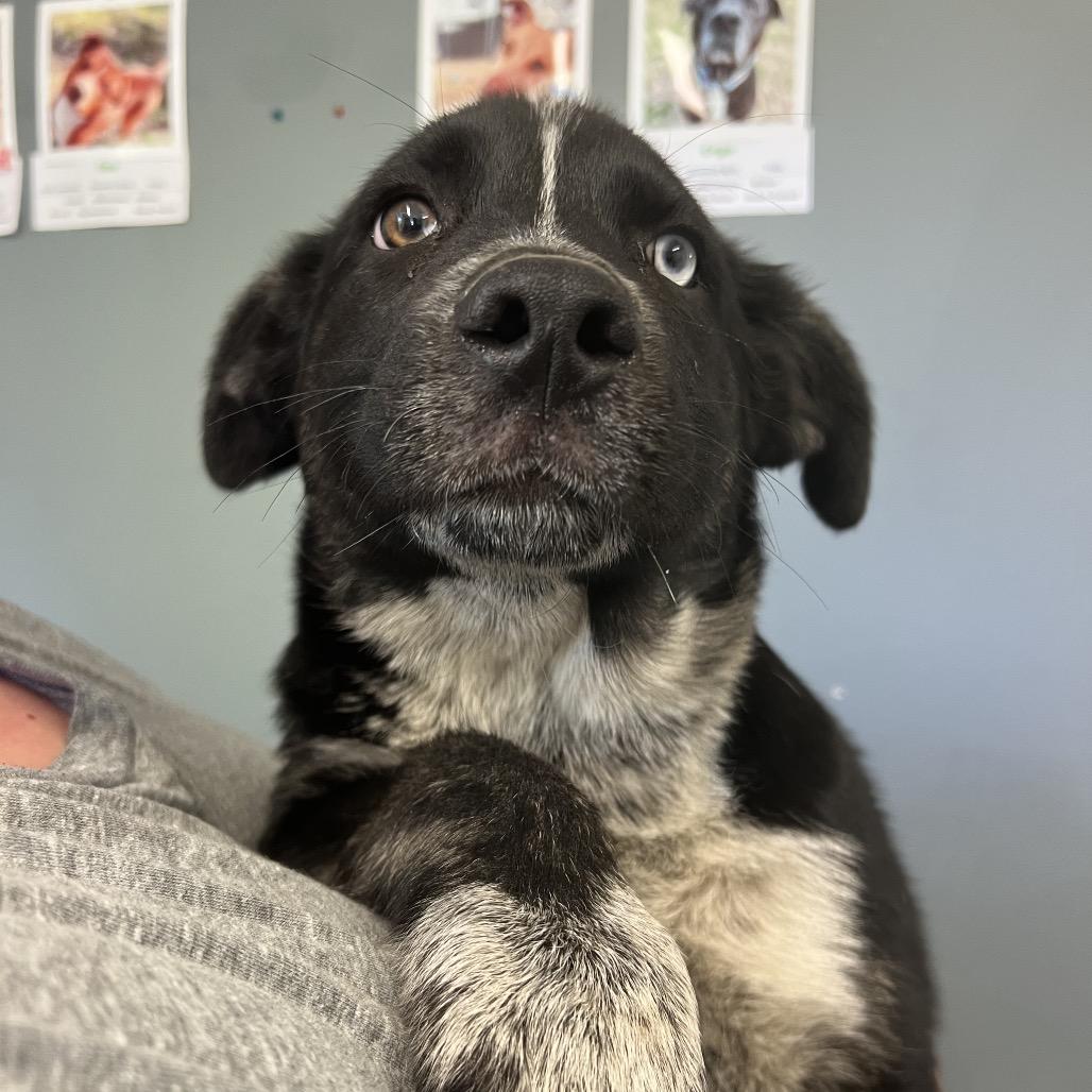 Baxter, an adopted mixed breed in Bellevue, WA image 3/3