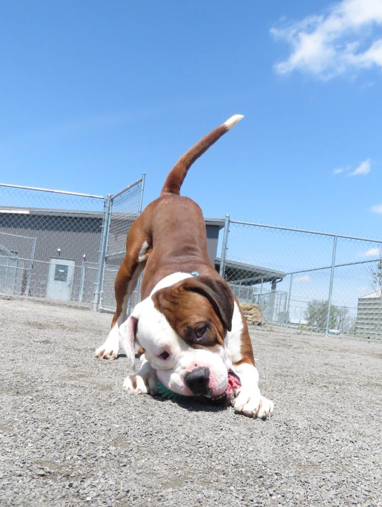 Cleome, Adoptable, Young Male American Bulldog & Mastiff.