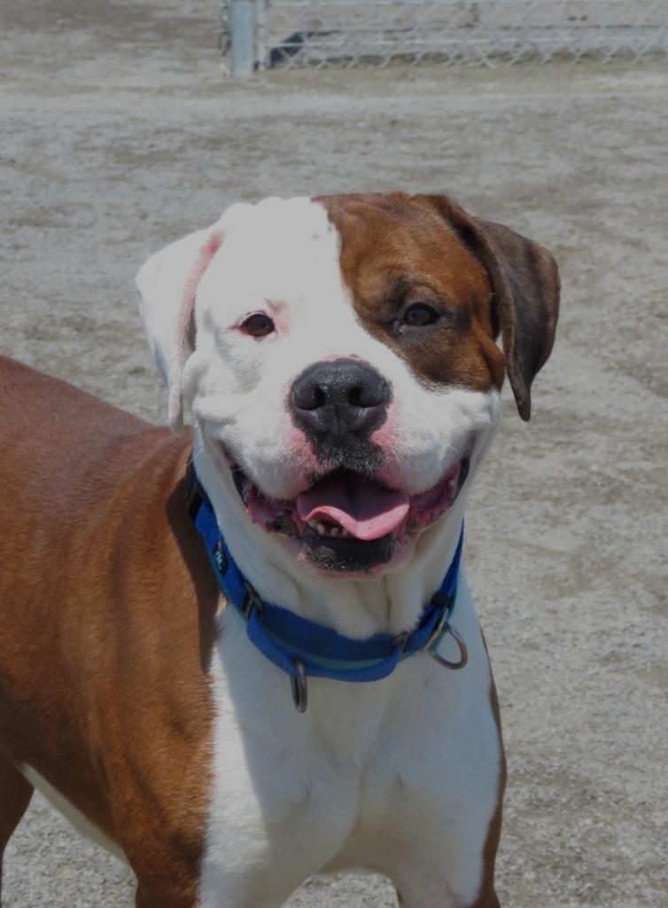 Enlarge Cleome, a Adoptable mixed breed in Van Wert, OH image 2/4