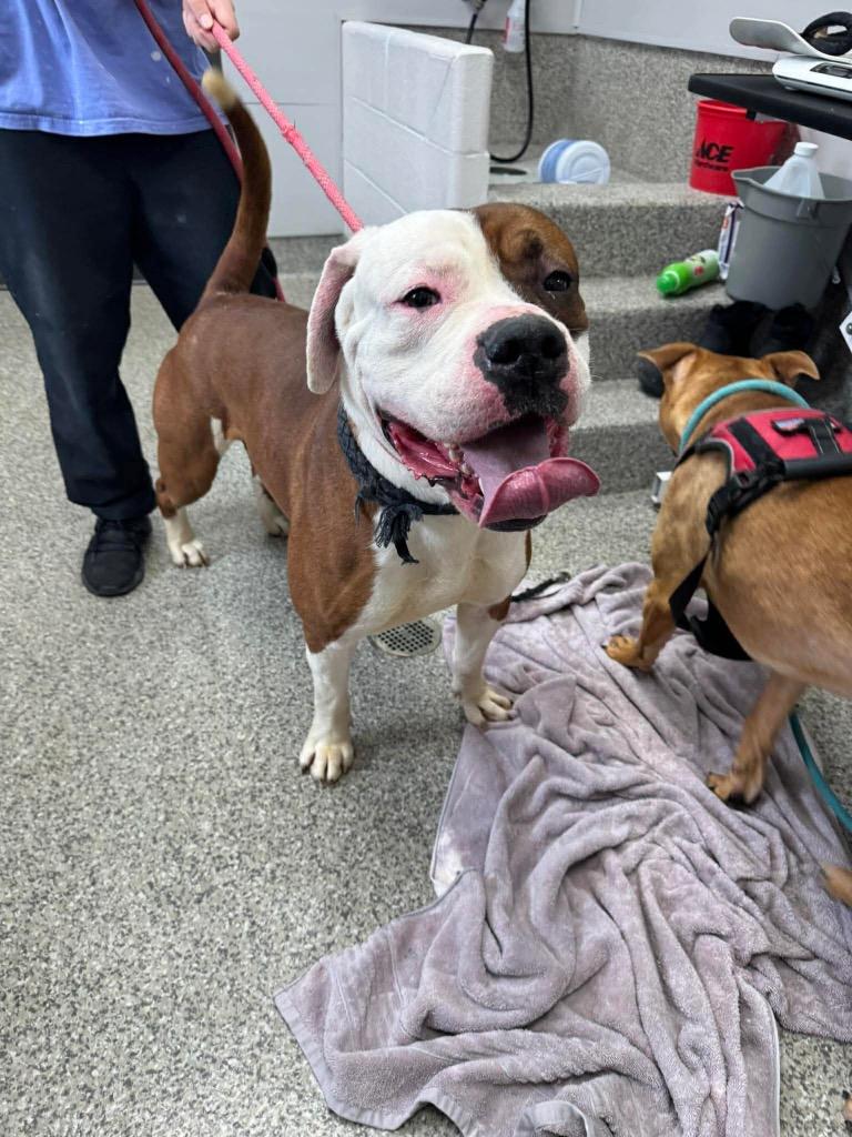Enlarge Cleome, a Adoptable mixed breed in Van Wert, OH image 3/4