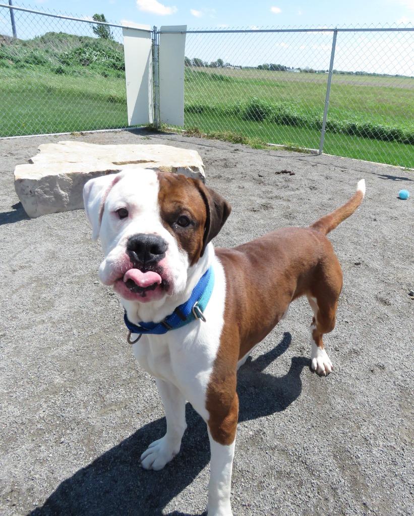 Enlarge Cleome, a Adoptable mixed breed in Van Wert, OH image 4/4
