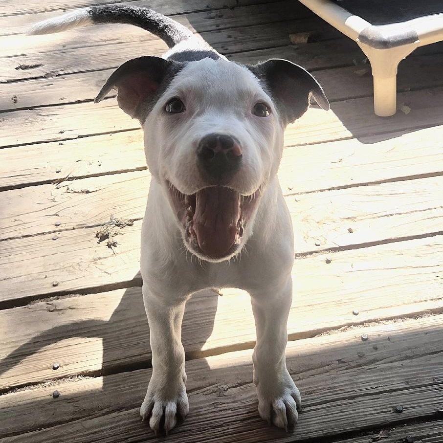 Enlarge Goose, a Adopted Pit Bull Terrier in Kansas City, MO image 6/6