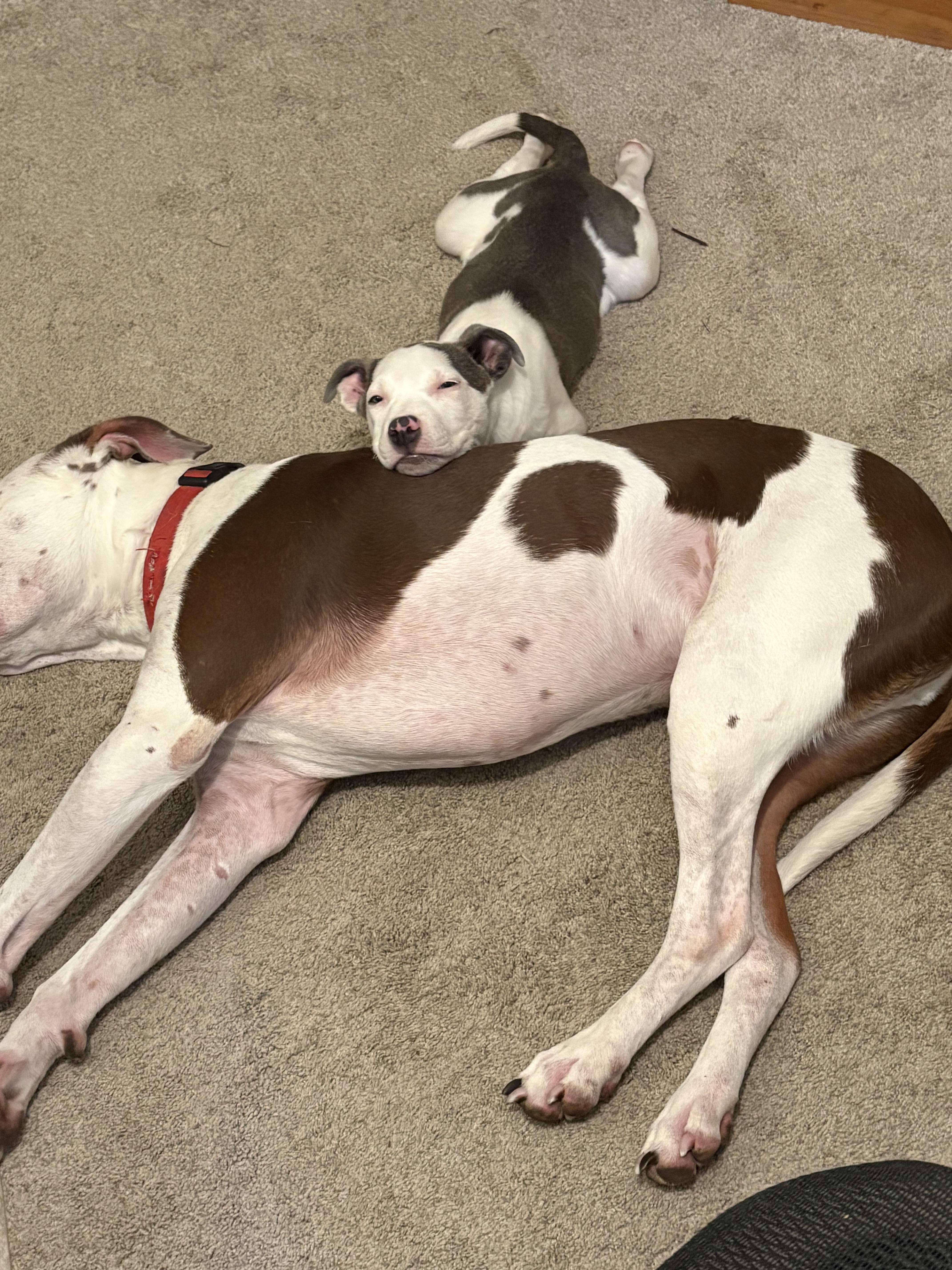 Enlarge Goose, a Adopted Pit Bull Terrier in Kansas City, MO image 5/6