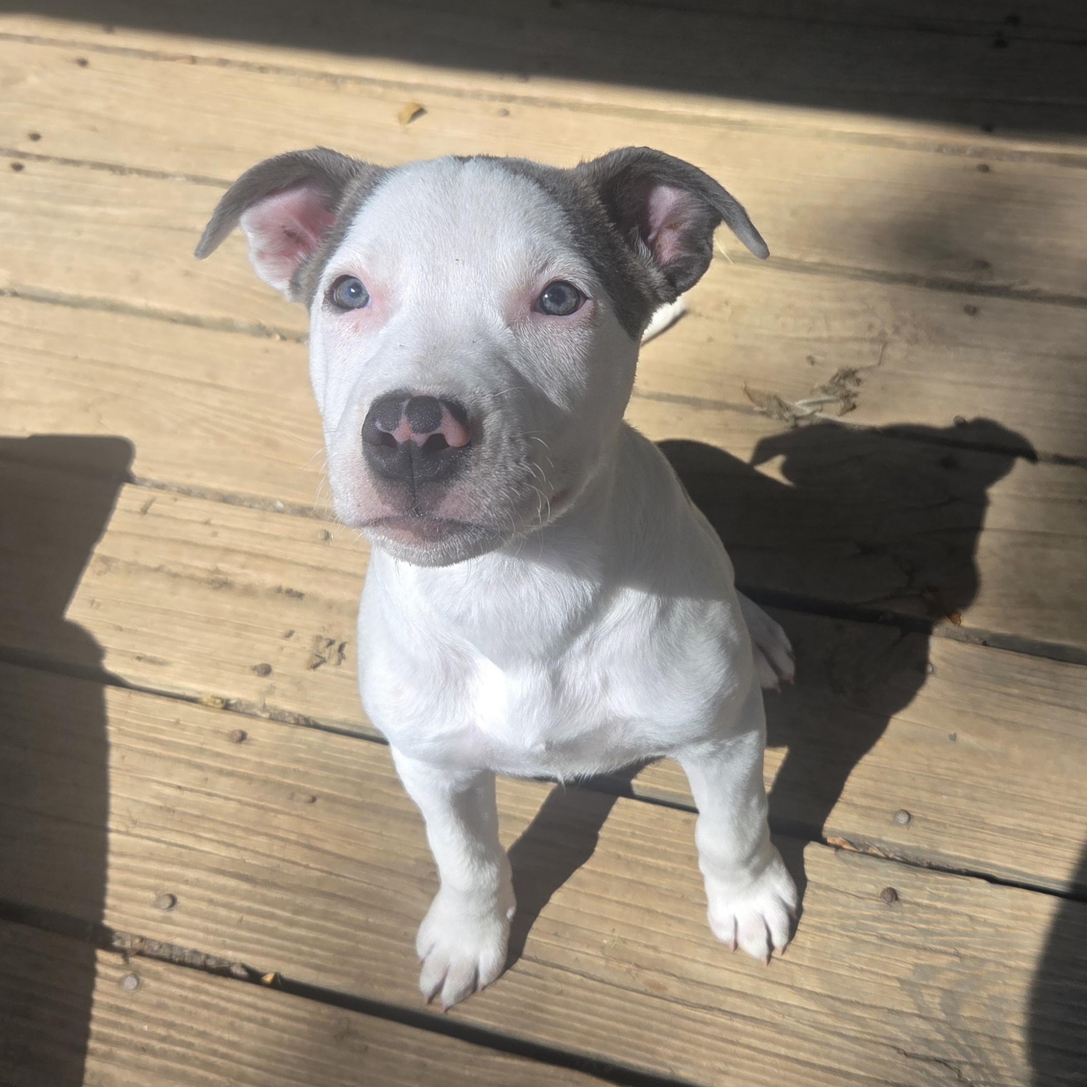 Enlarge Goose, a Adopted Pit Bull Terrier in Kansas City, MO image 1/6