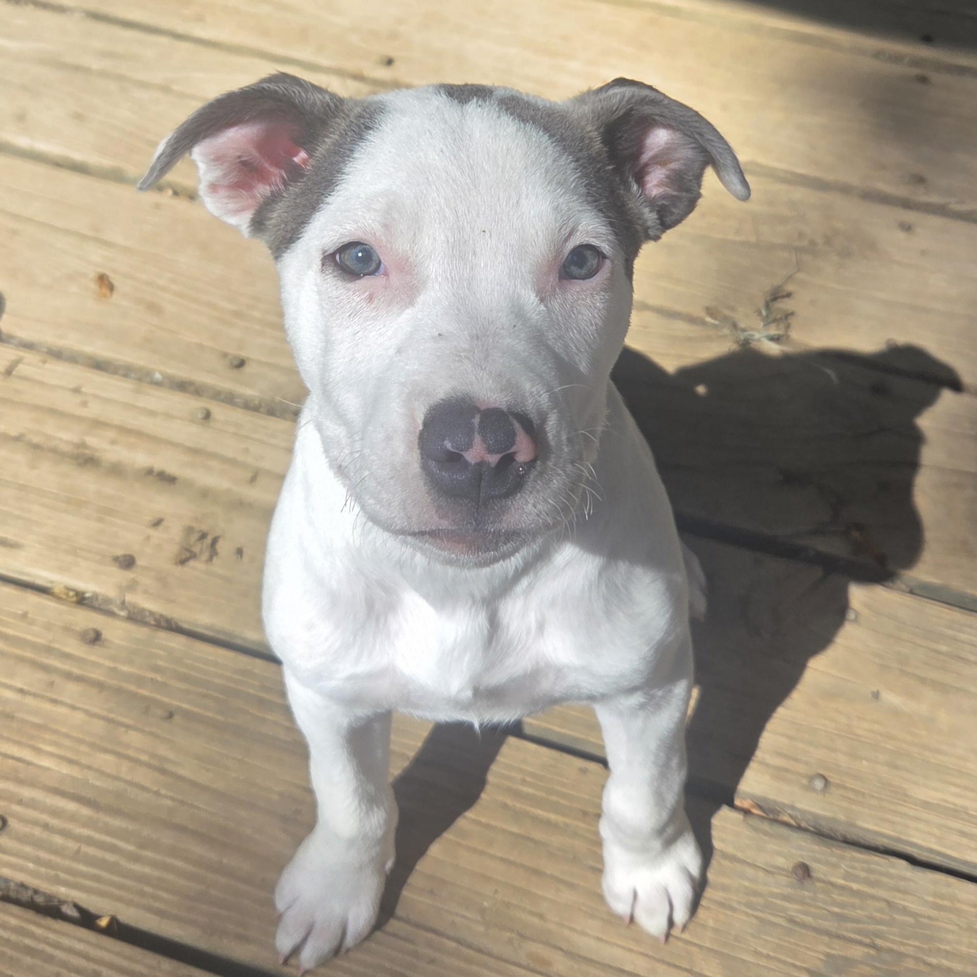 Enlarge Goose, a Adopted Pit Bull Terrier in Kansas City, MO image 3/6
