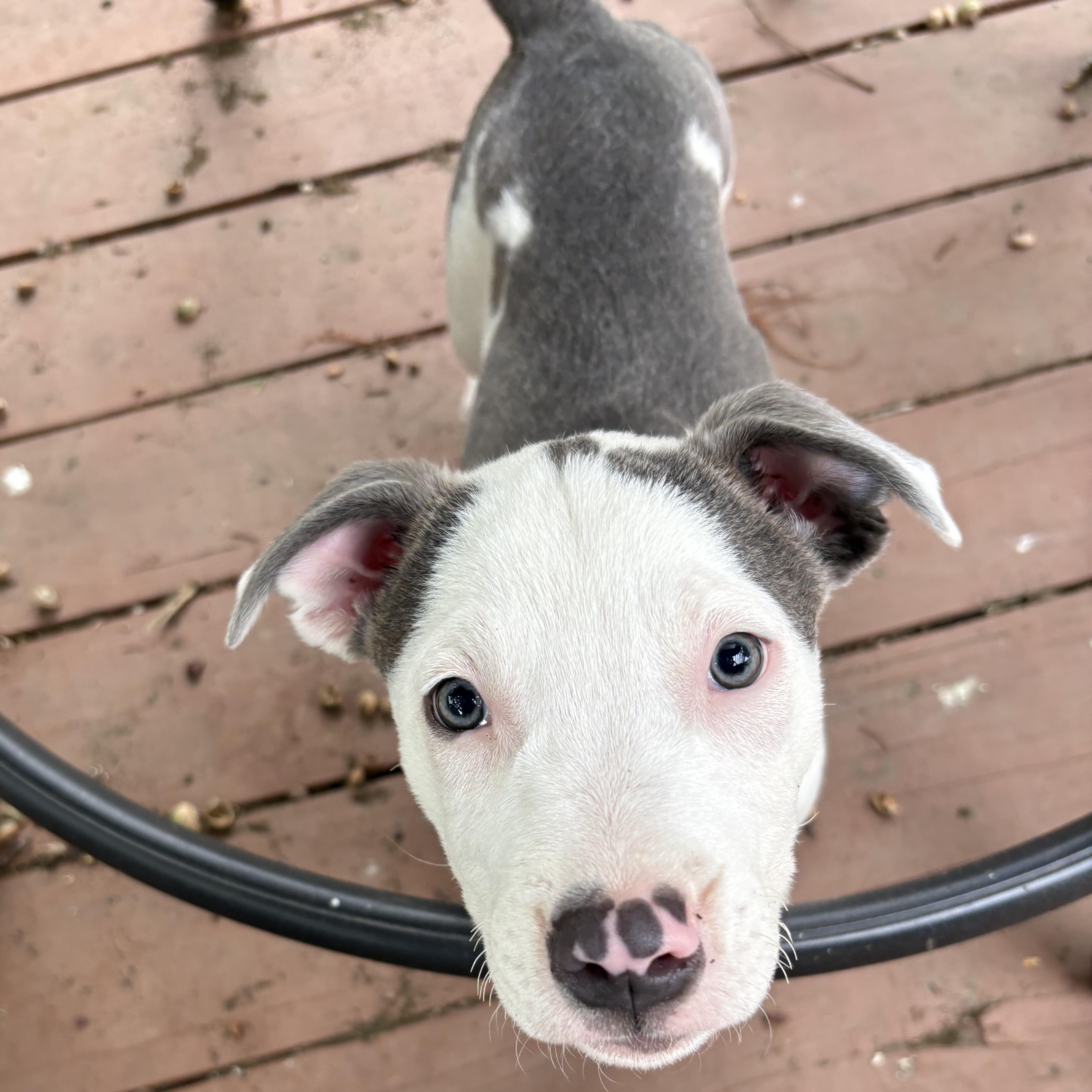 Enlarge Goose, a Adopted Pit Bull Terrier in Kansas City, MO image 2/6