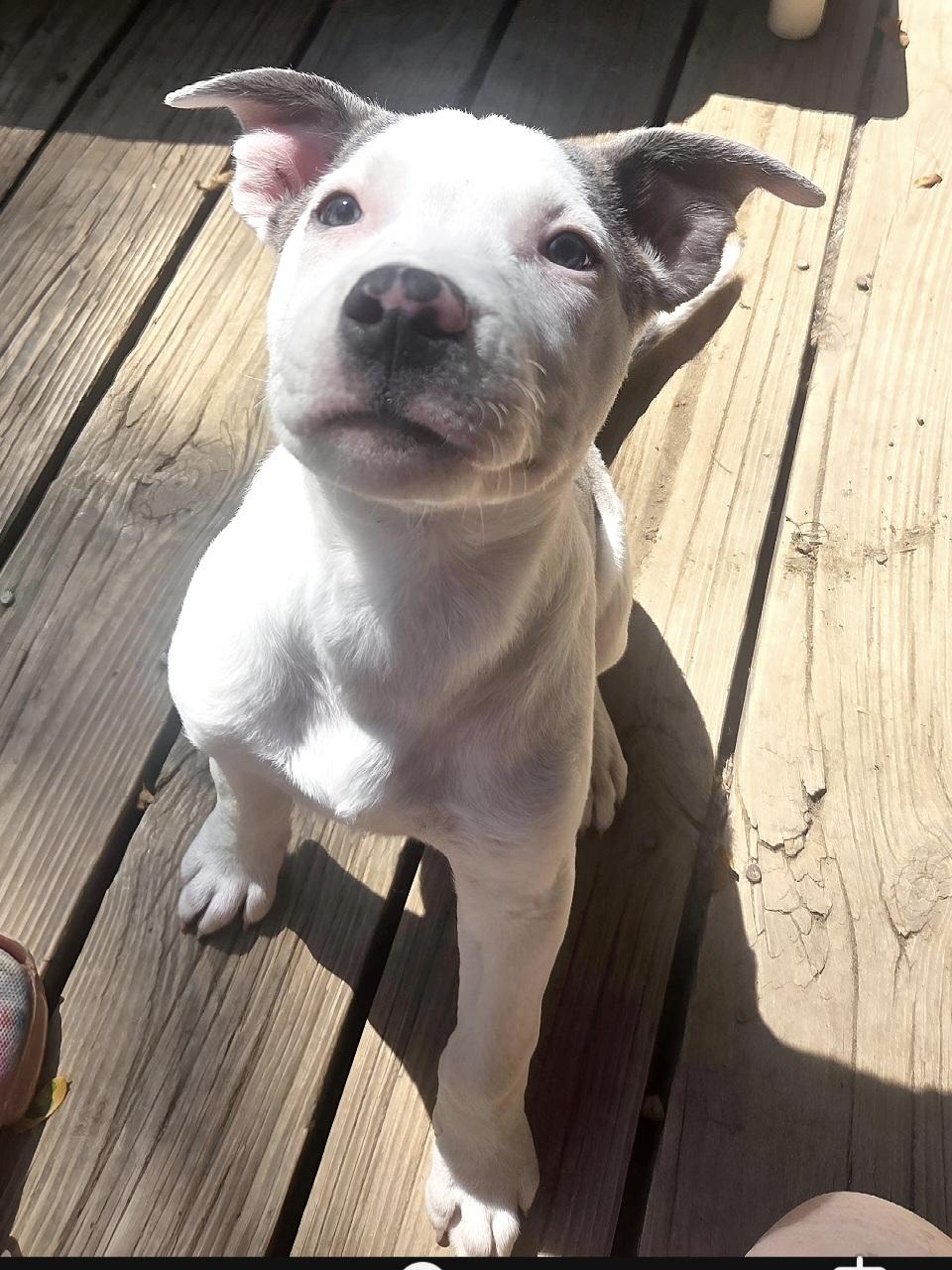 Enlarge Goose, a Adopted Pit Bull Terrier in Kansas City, MO image 4/6