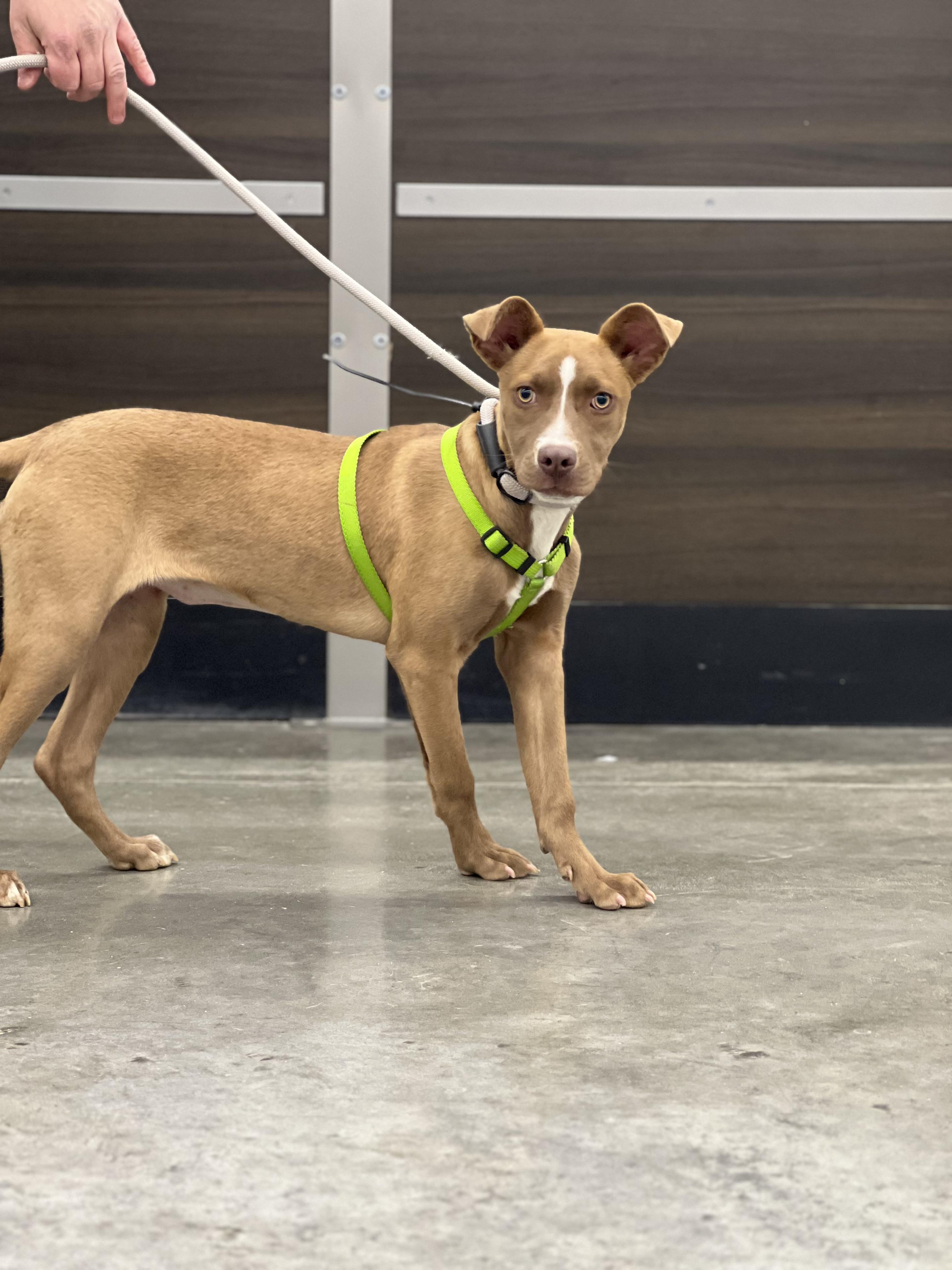 Lelo, ADOPTABLE, Puppy Female Pit Bull Terrier.