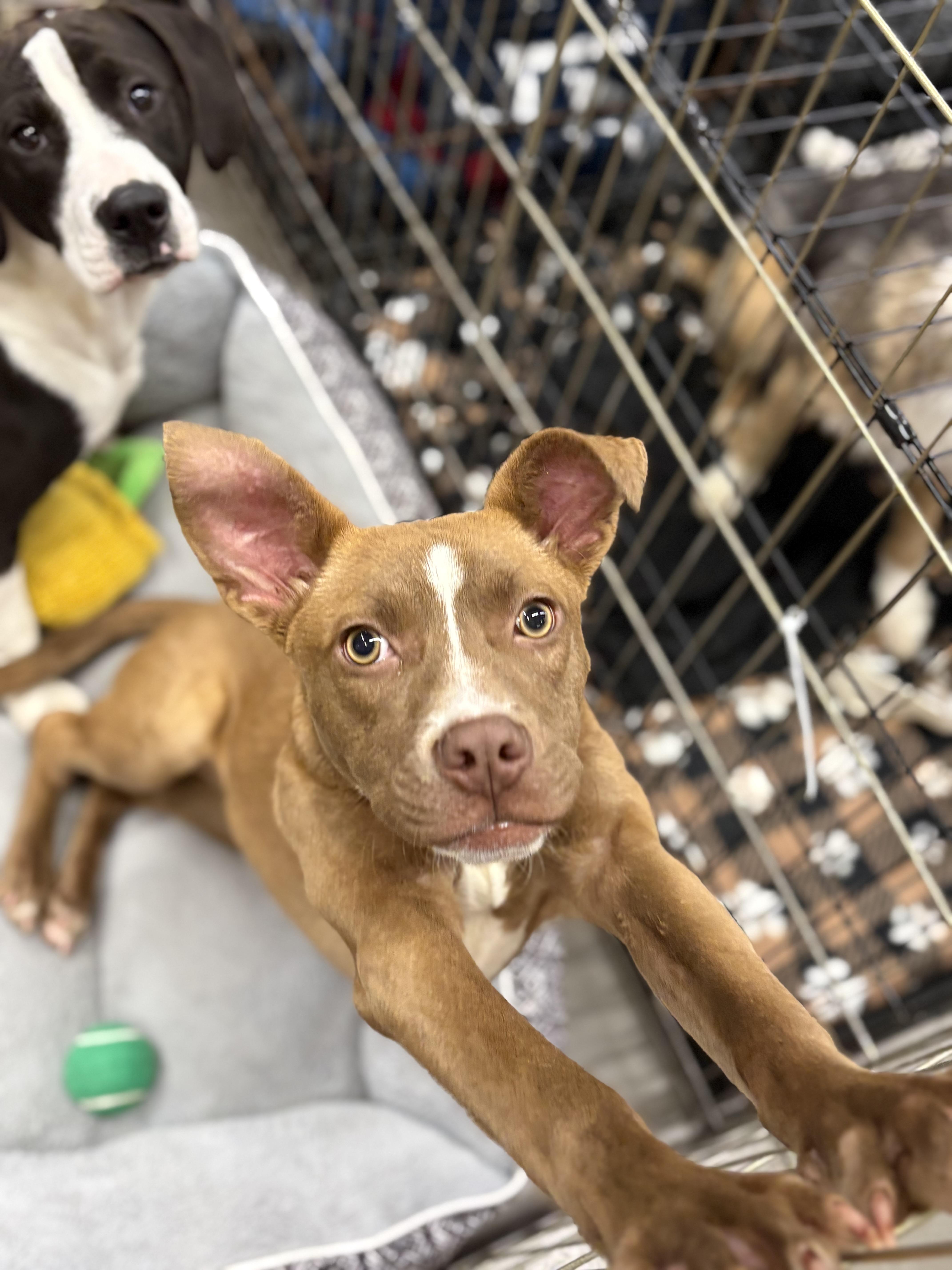 Enlarge Lelo, a ADOPTABLE mixed breed in Zimmerman, MN image 4/6