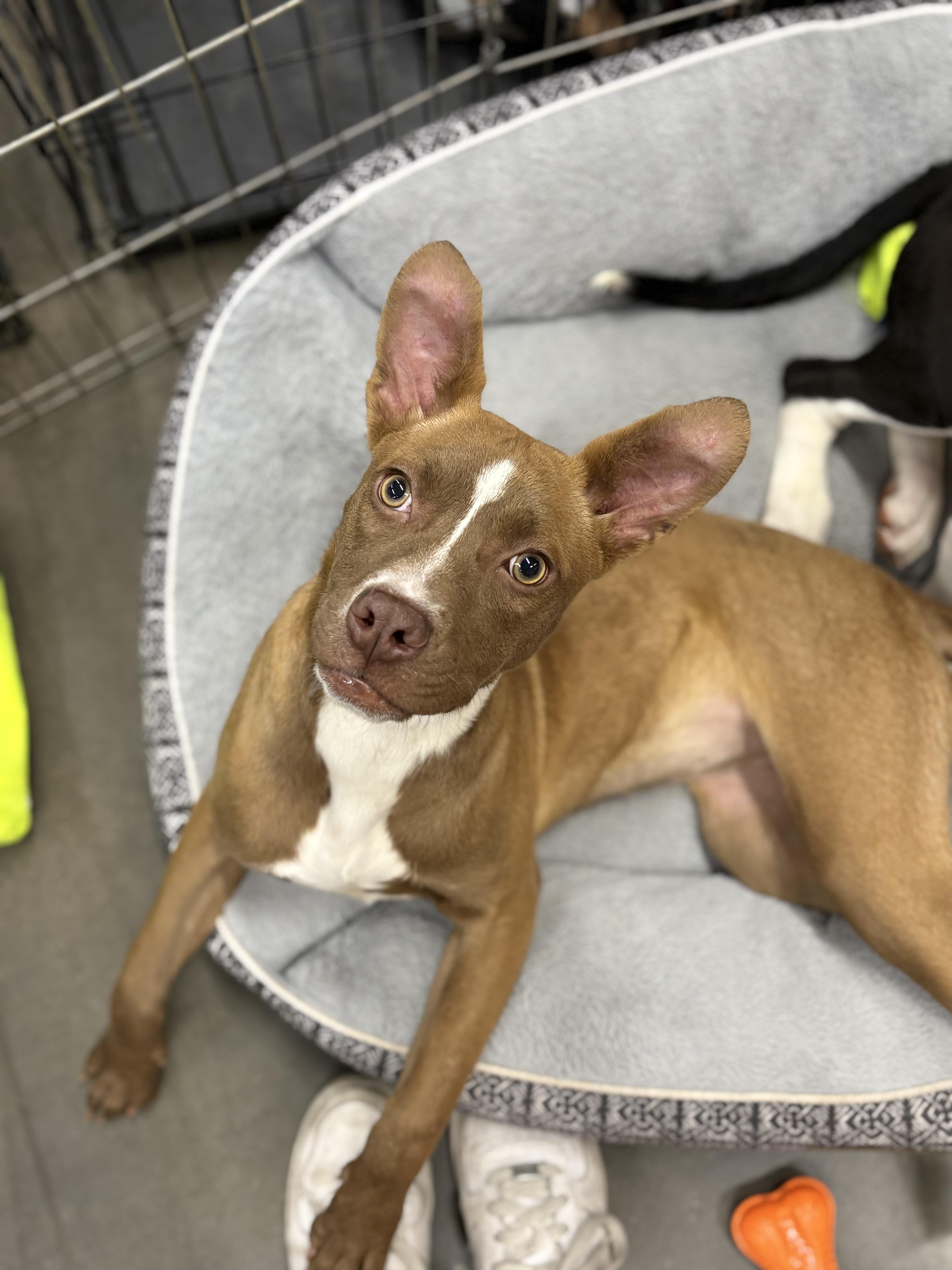 Enlarge Lelo, a ADOPTABLE mixed breed in Zimmerman, MN image 1/6