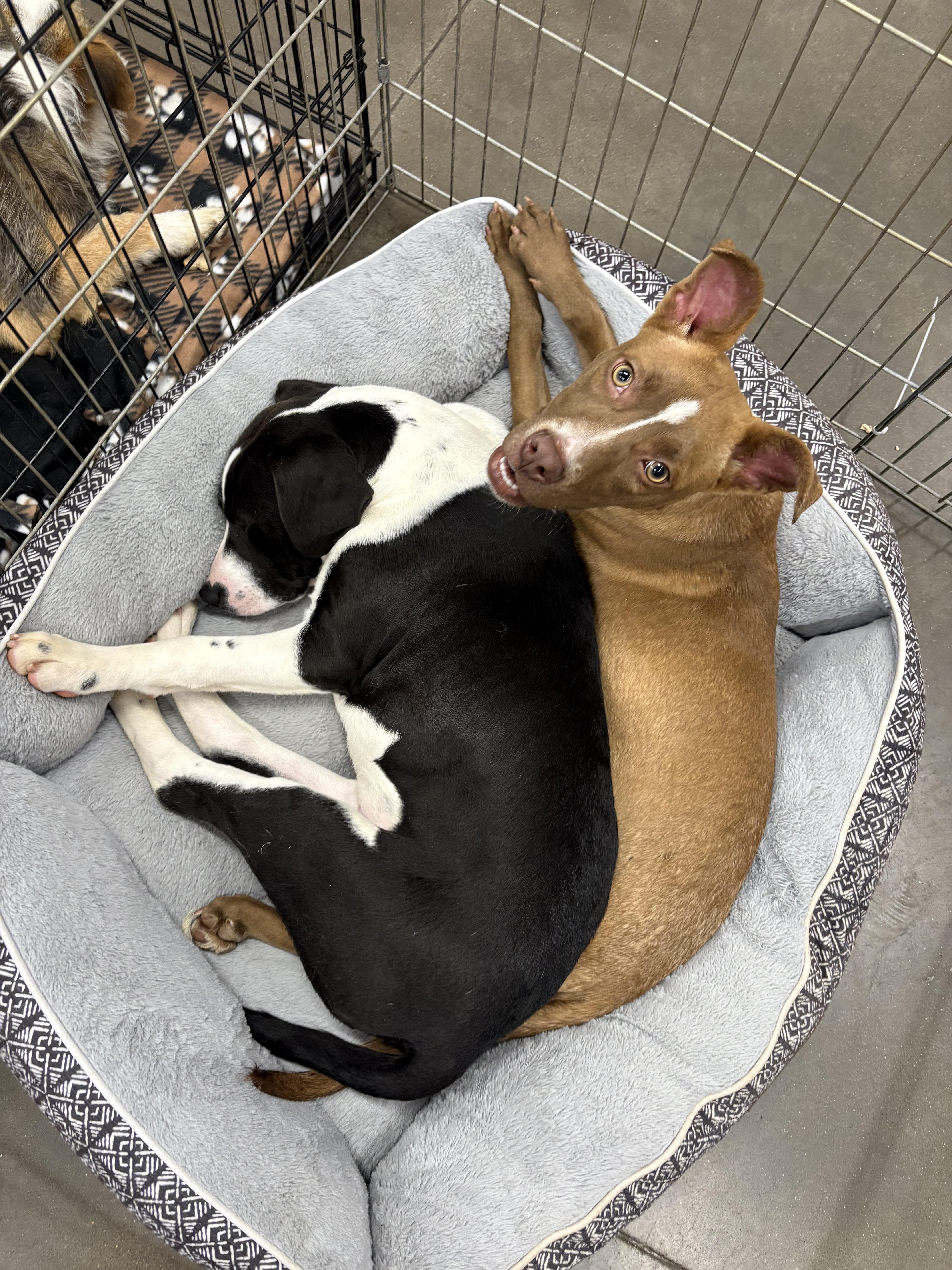 Enlarge Lelo, a ADOPTABLE mixed breed in Zimmerman, MN image 6/6