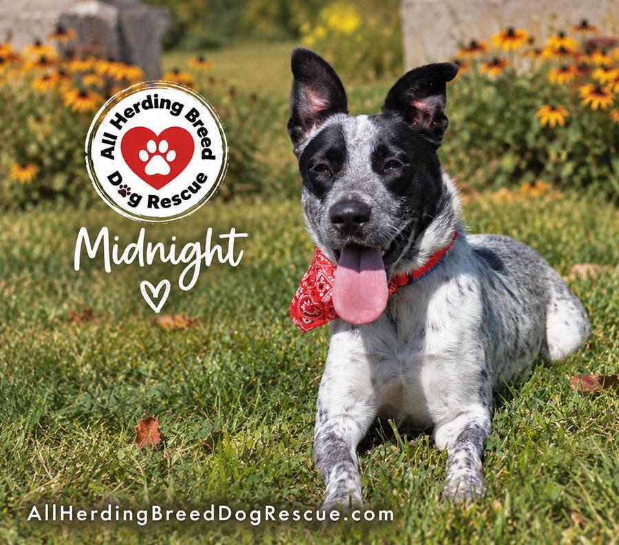 Enlarge Midnight, a ADOPTABLE Australian Cattle Dog / Blue Heeler in Joliet, IL image 3/4