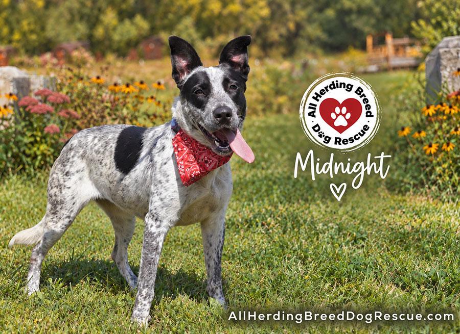 Enlarge Midnight, a ADOPTABLE Australian Cattle Dog / Blue Heeler in Joliet, IL image 2/4