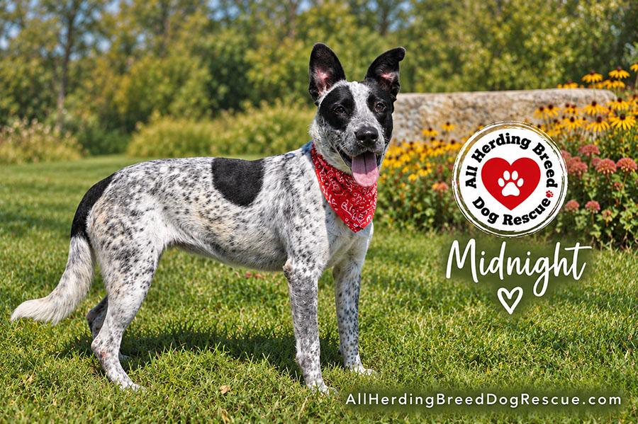 Enlarge Midnight, a ADOPTABLE Australian Cattle Dog / Blue Heeler in Joliet, IL image 1/4