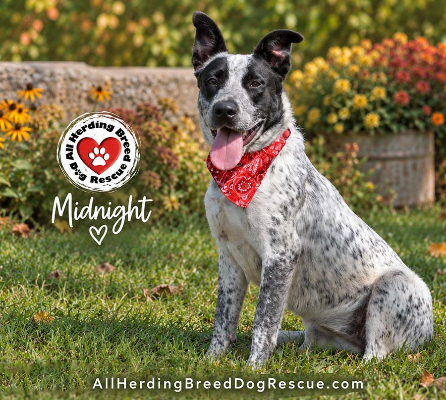 Enlarge Midnight, a ADOPTABLE Australian Cattle Dog / Blue Heeler in Joliet, IL image 4/4