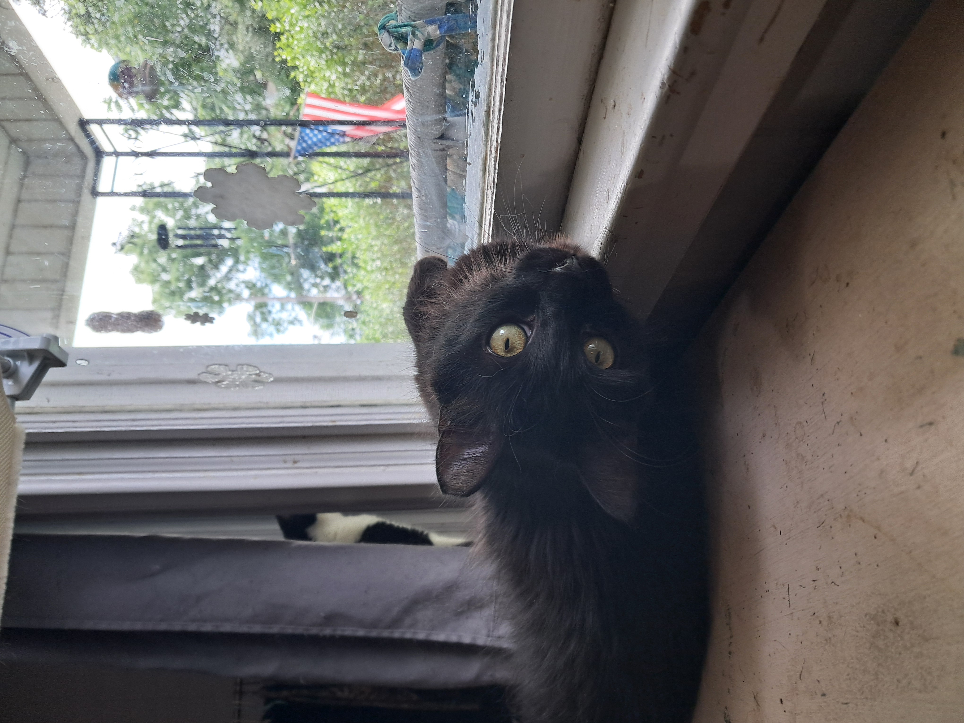 Bert & Ernie, a Adoptable Domestic Long Hair in Nanticoke, PA image 3/6