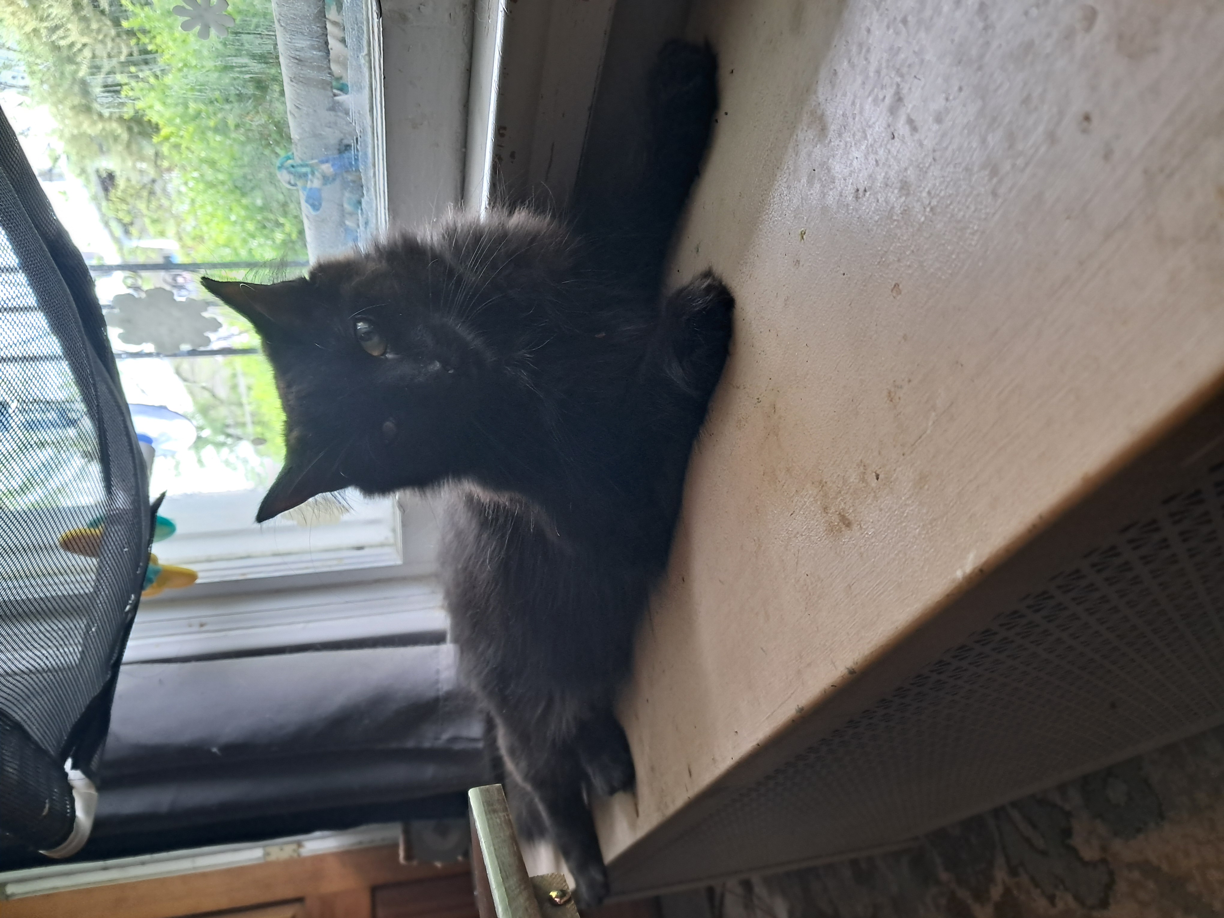 Bert & Ernie, a Adoptable Domestic Long Hair in Nanticoke, PA image 4/6
