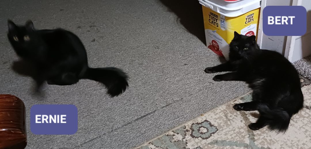 Bert & Ernie, a Adoptable Domestic Long Hair in Nanticoke, PA image 6/6