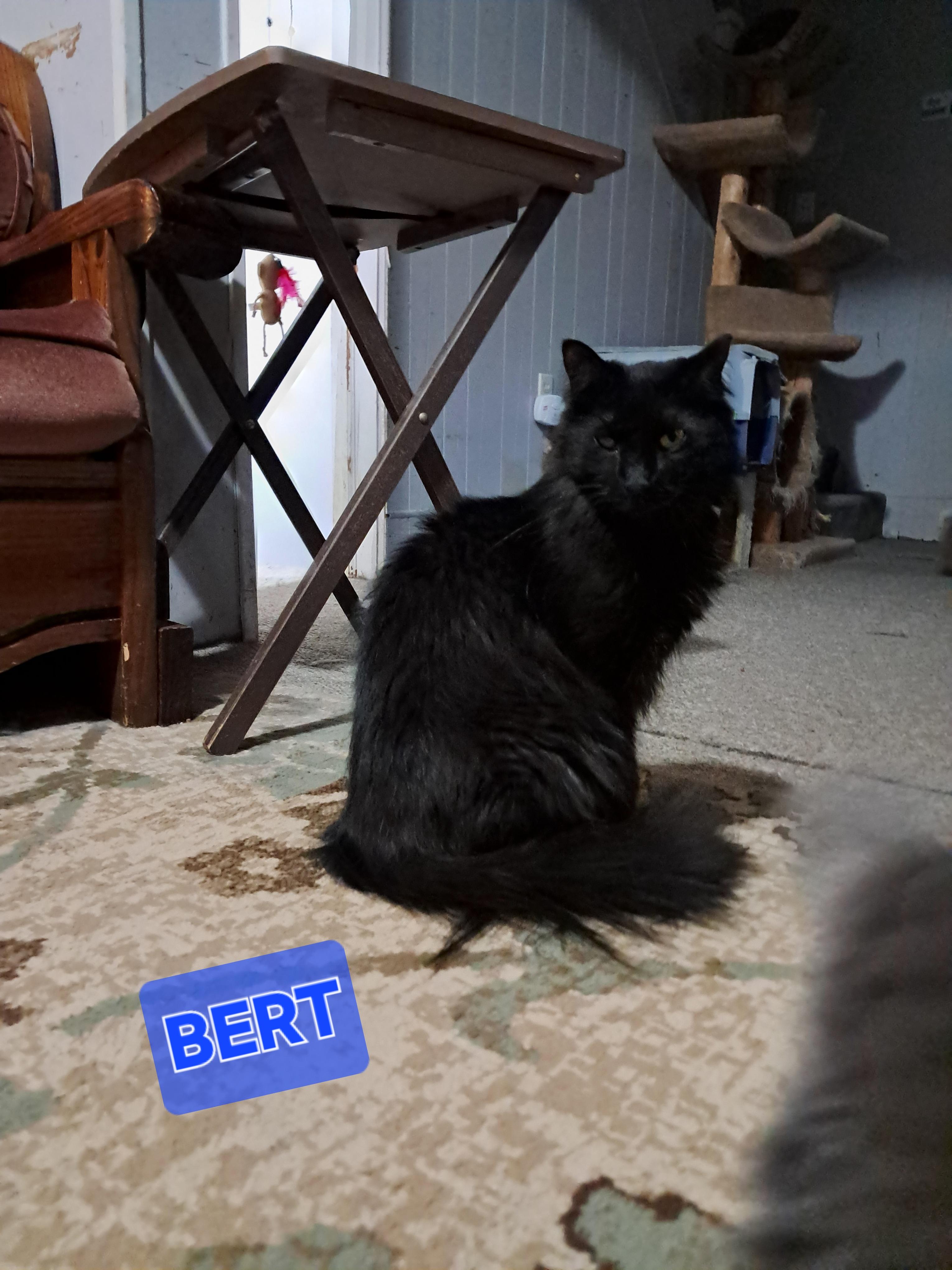 Bert & Ernie, a Adoptable Domestic Long Hair in Nanticoke, PA image 1/6