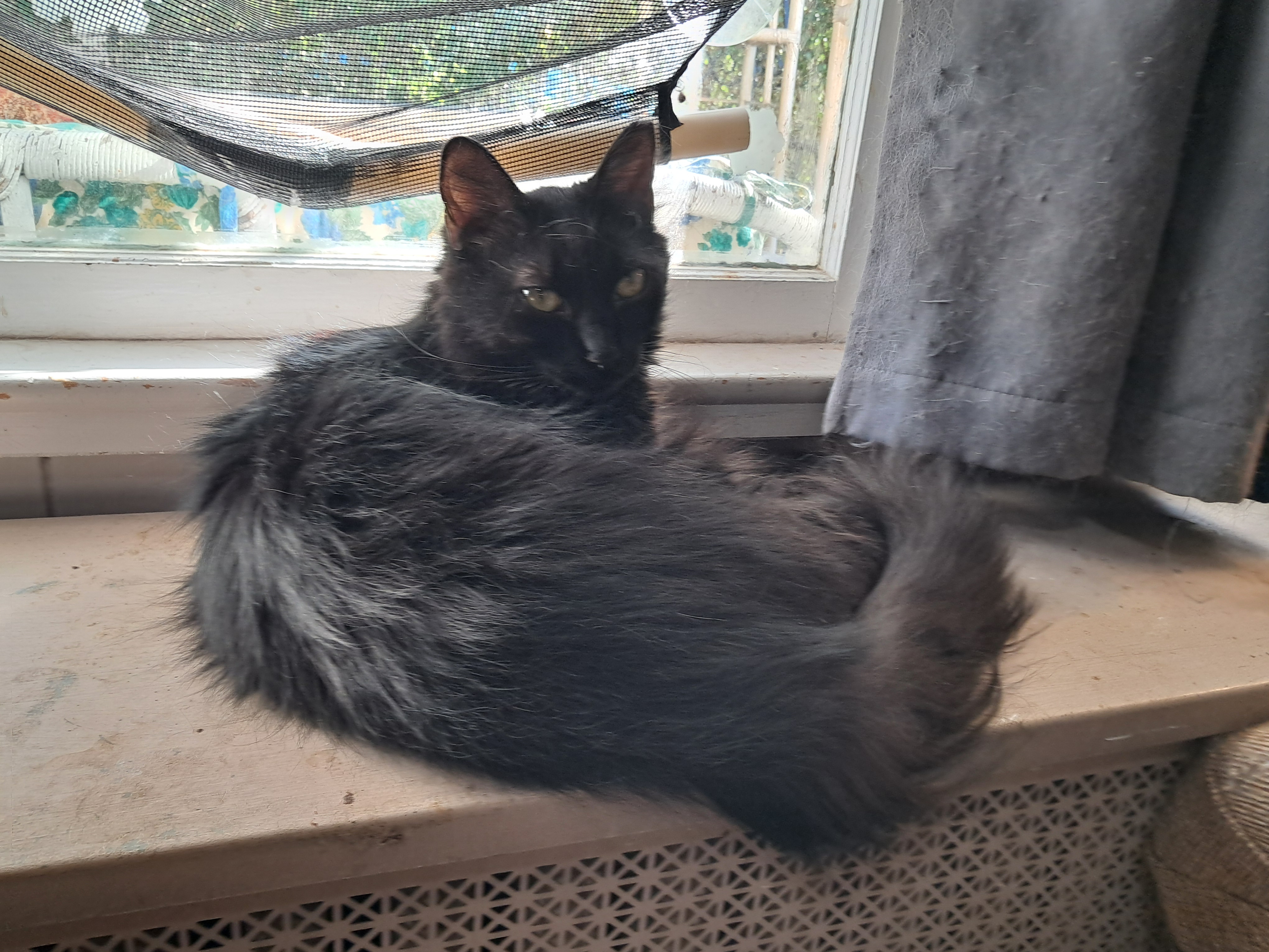 Bert & Ernie, a Adoptable Domestic Long Hair in Nanticoke, PA image 2/6