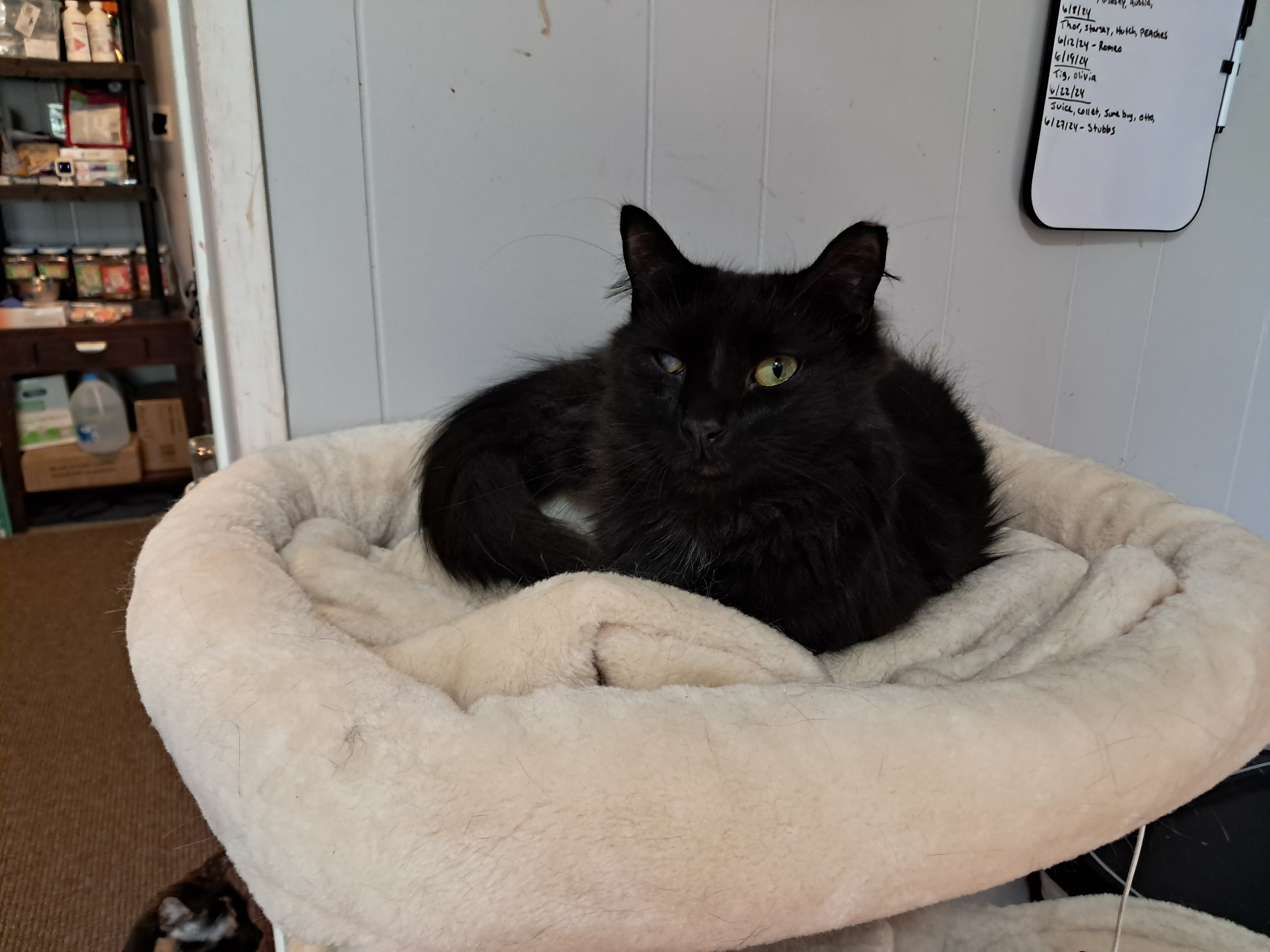 Bert & Ernie, a Adoptable Domestic Long Hair in Nanticoke, PA image 5/6