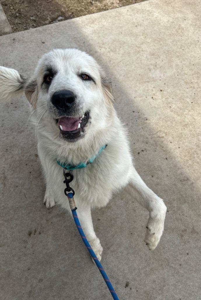Enlarge Wilson, a Adoptable Great Pyrenees in Spooner, WI image 1/3