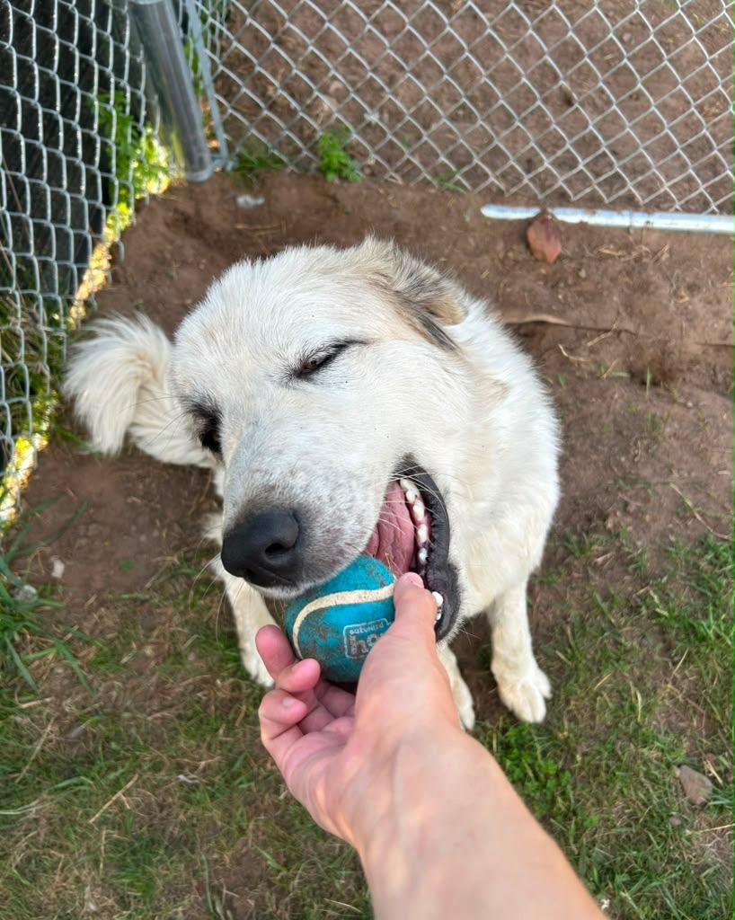 Wilson, Adoptable, Puppy Male Great Pyrenees & Mixed Breed.