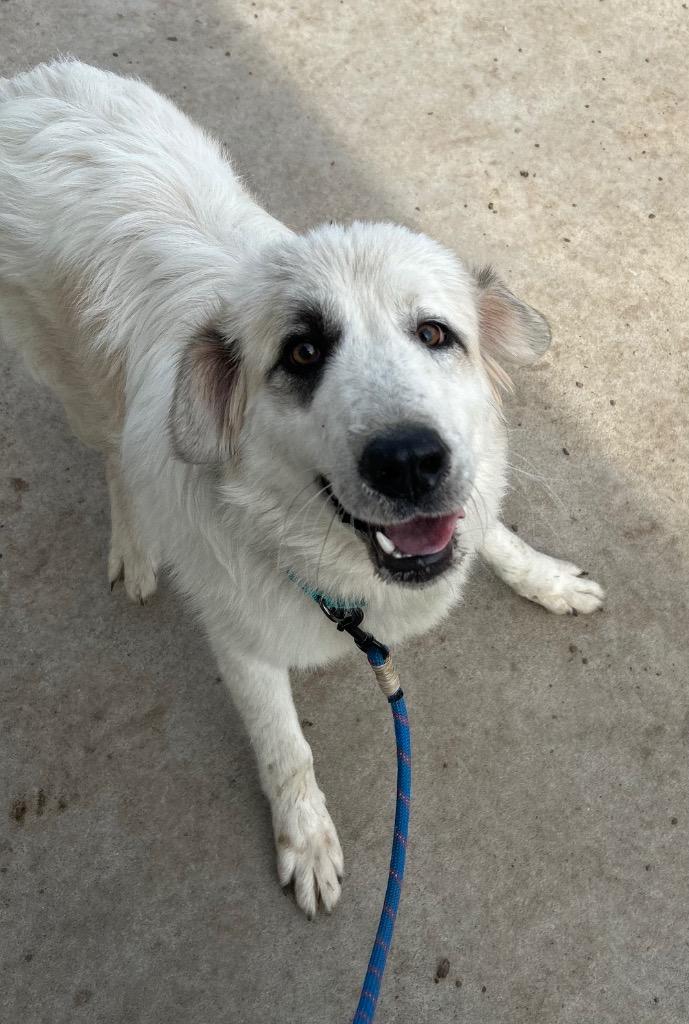 Enlarge Wilson, a Adoptable Great Pyrenees in Spooner, WI image 2/3