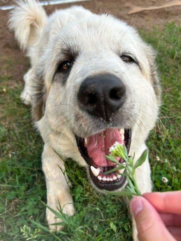 Wilson, a Adoptable mixed breed in Spooner, WI image 2/4