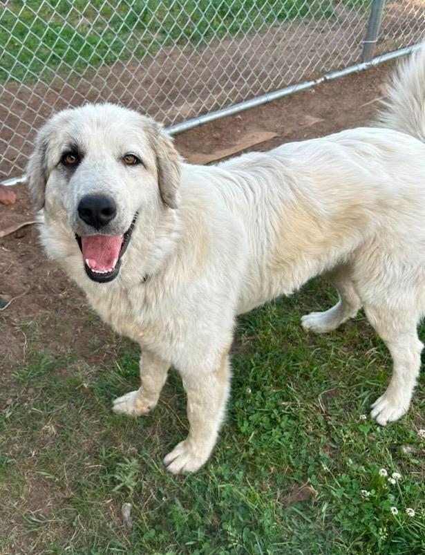 Wilson, a Adoptable mixed breed in Spooner, WI image 3/4
