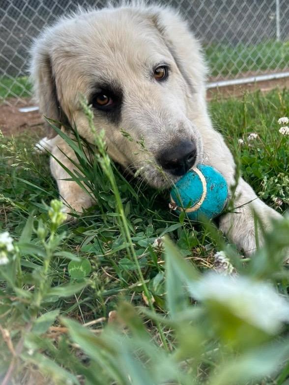 Wilson, a Adoptable mixed breed in Spooner, WI image 4/4
