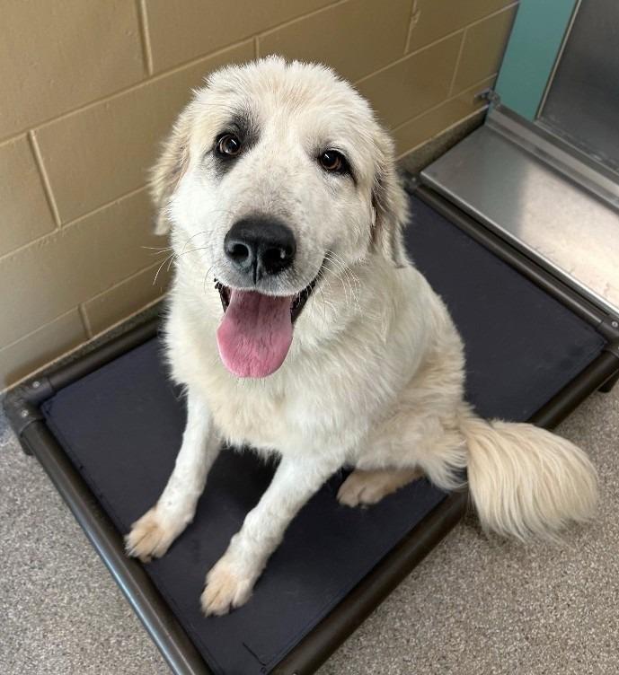 Enlarge Wilson, a Adoptable Great Pyrenees in Spooner, WI image 3/3