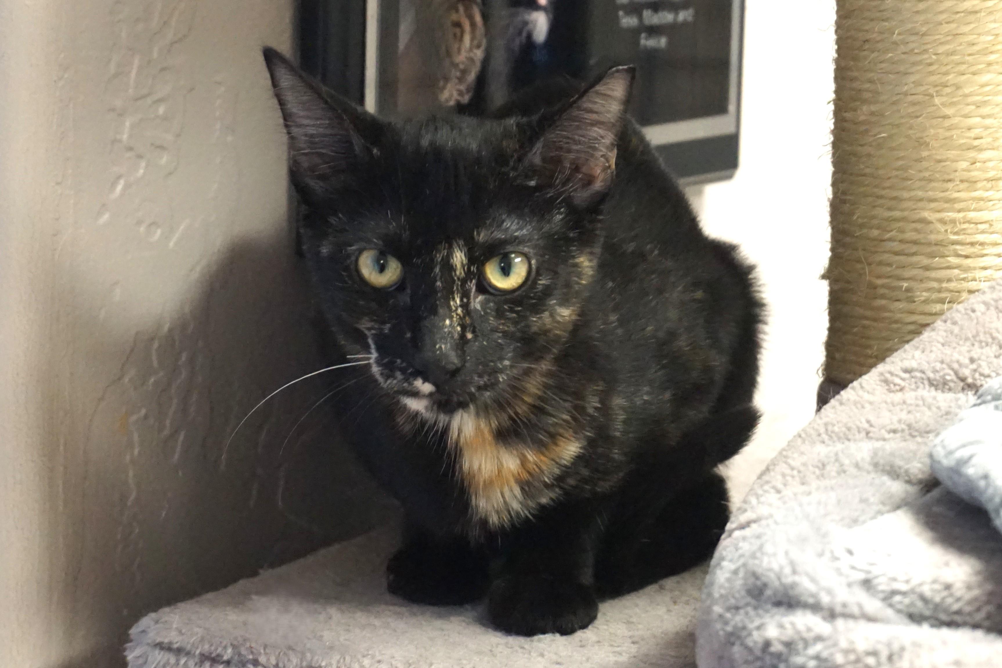 Miami Mini, a Adoptable Domestic Short Hair in Fountain Hills, AZ image 5/5