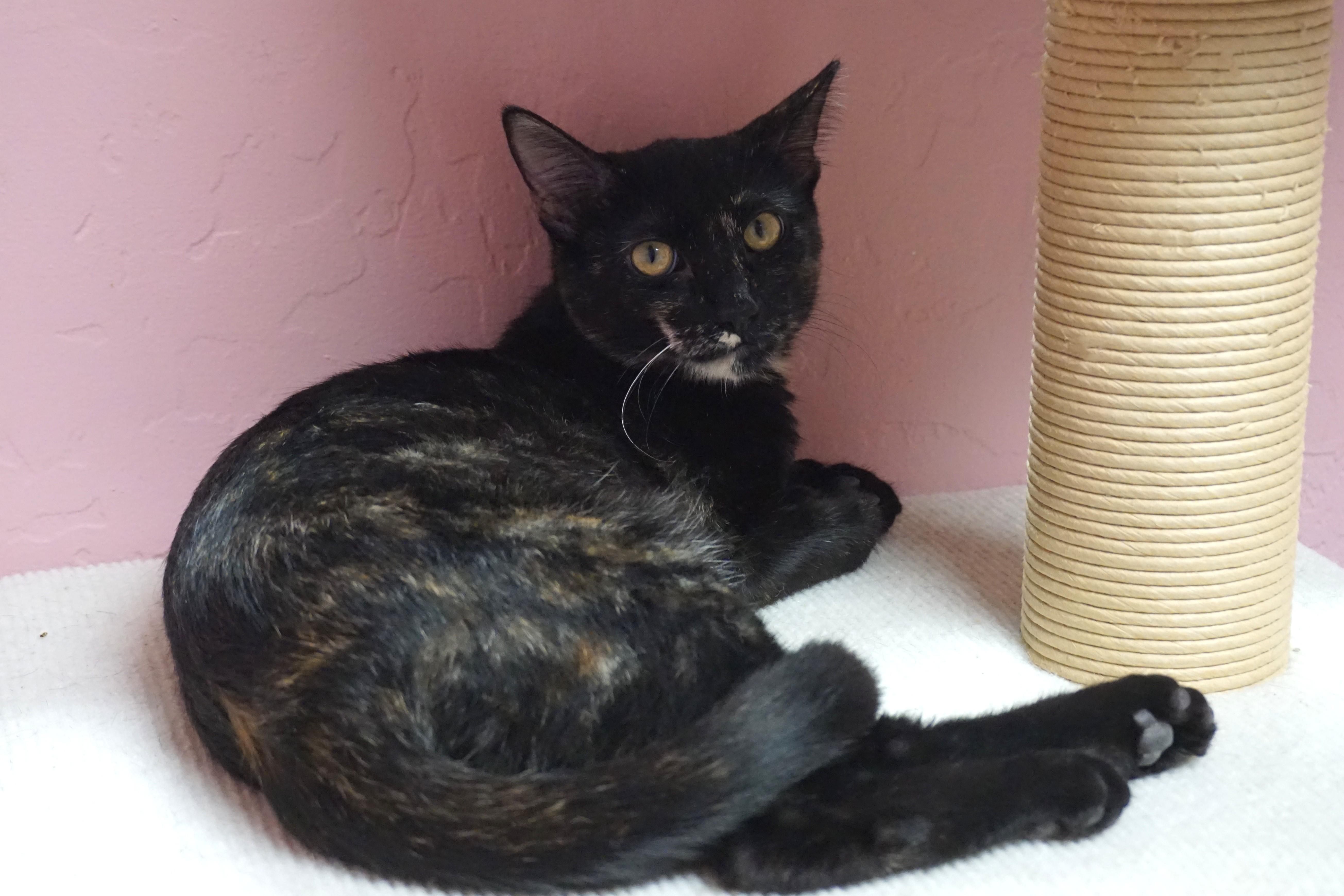 Miami Mini, Adoptable, Young Female Domestic Short Hair.