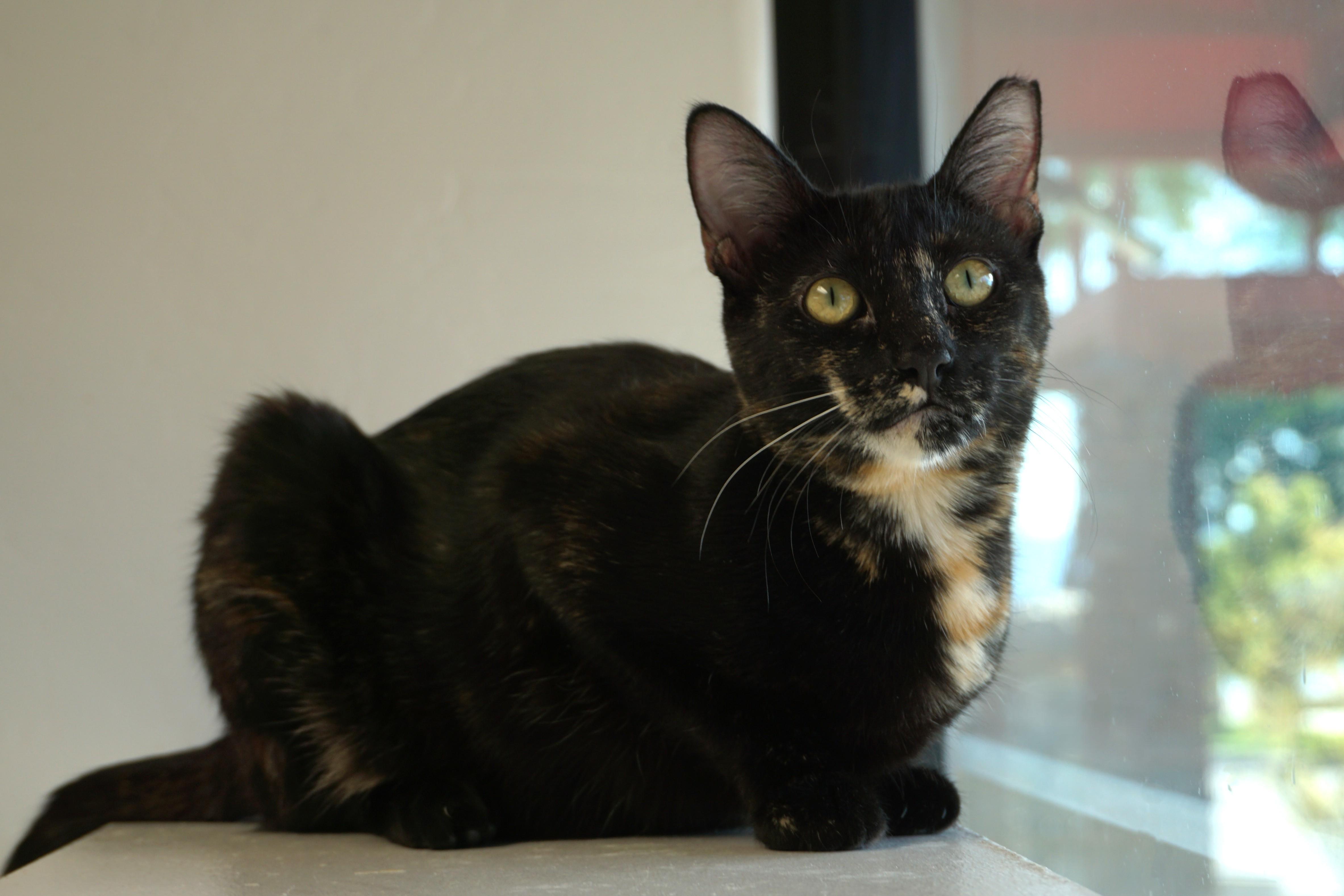 Enlarge Miami Mini, a Adoptable Domestic Short Hair in Fountain Hills, AZ image 1/6