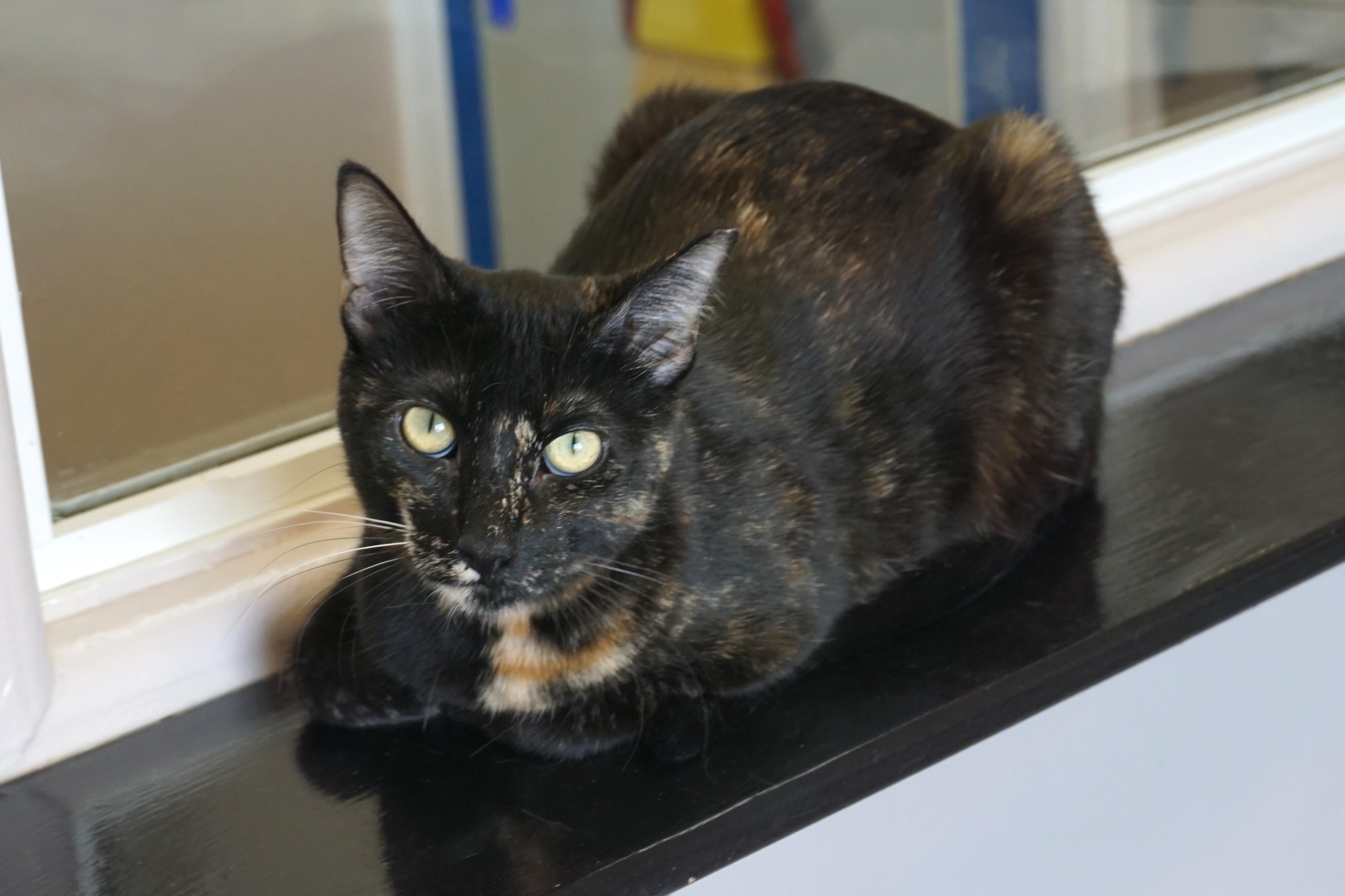 Enlarge Miami Mini, a Adoptable Domestic Short Hair in Fountain Hills, AZ image 1/6