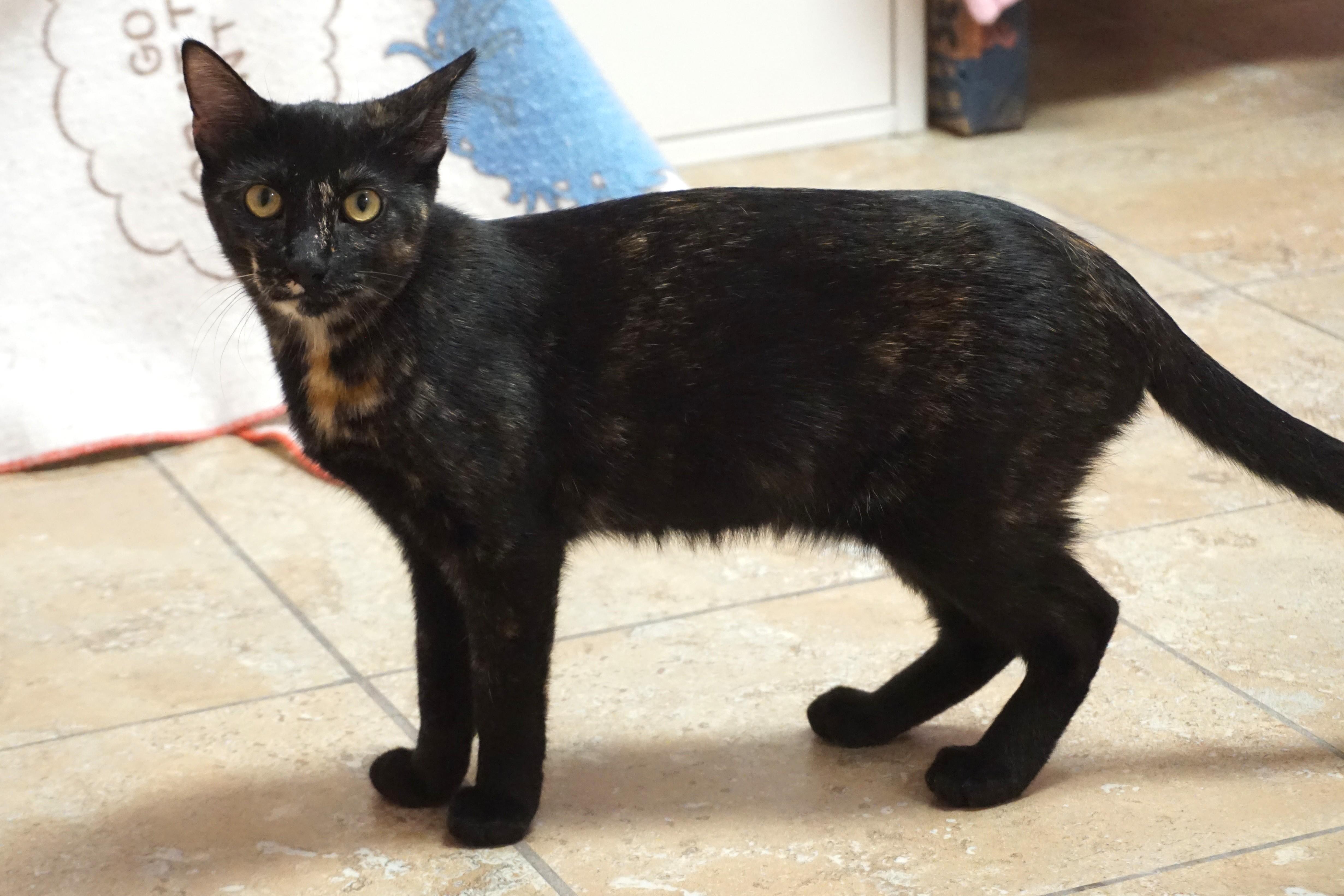 Miami Mini, a Adoptable Domestic Short Hair in Fountain Hills, AZ image 2/5