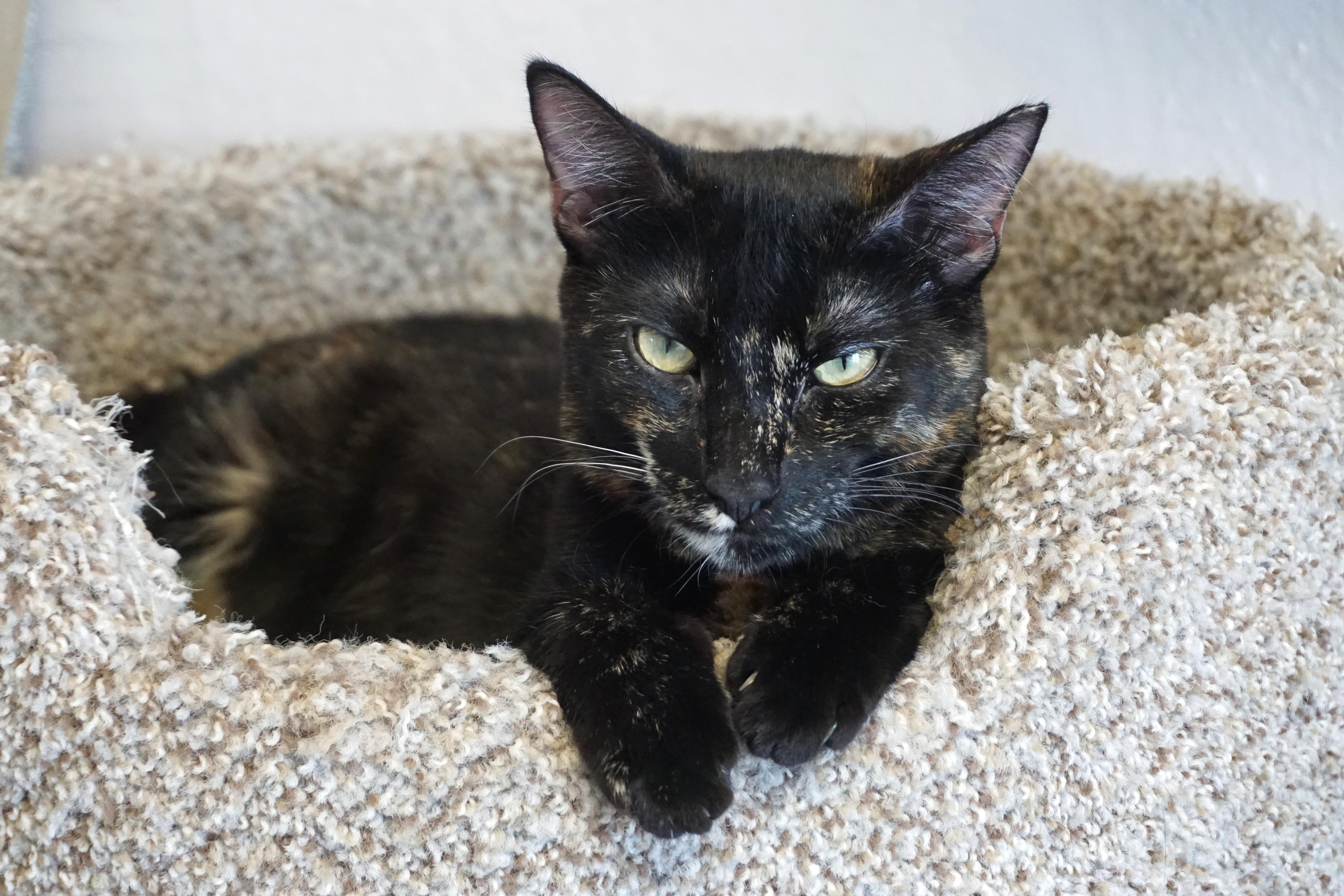 Miami Mini, Adoptable, Young Female Domestic Short Hair.