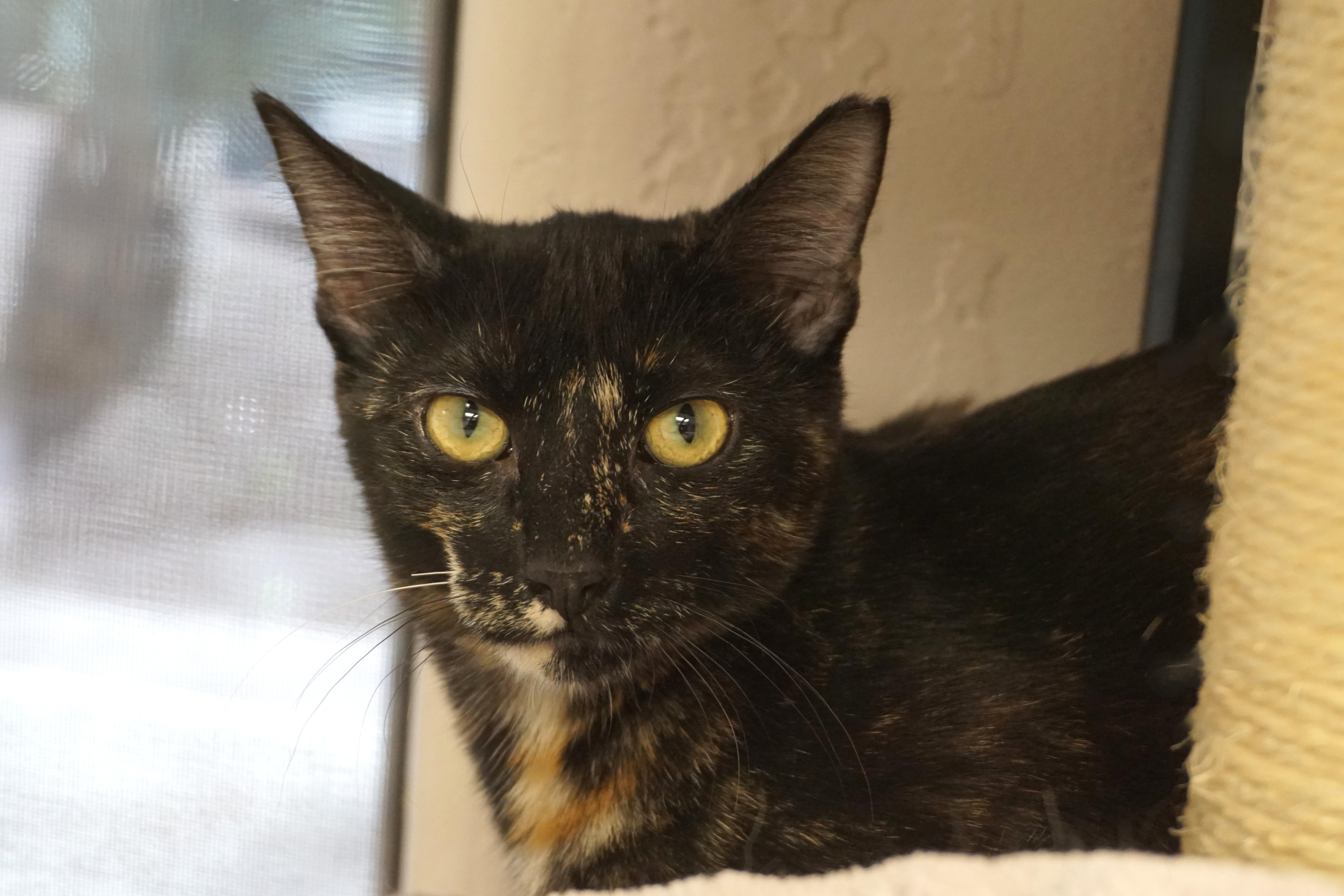 Miami Mini, Adoptable, Young Female Domestic Short Hair.