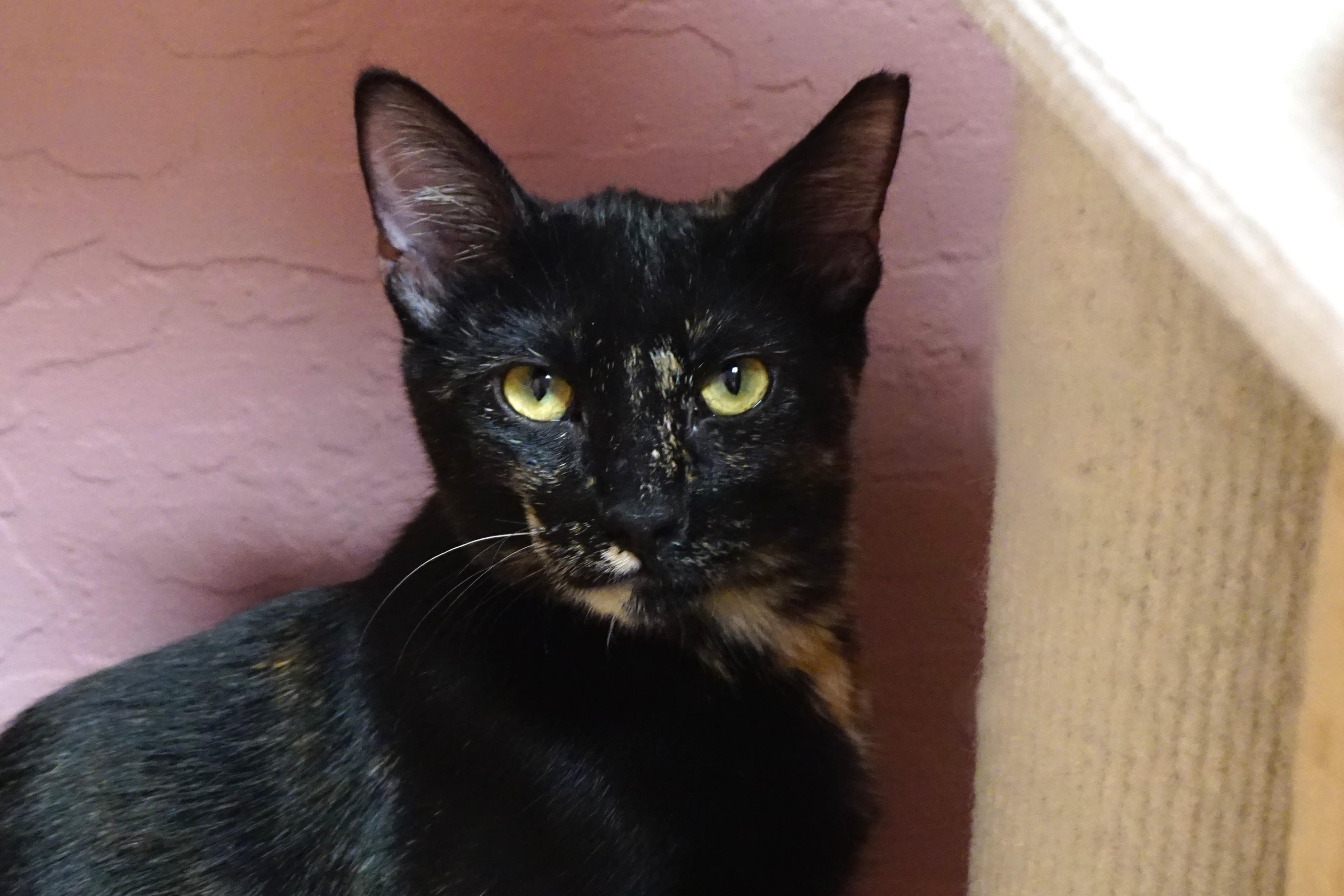 Miami Mini, a Adoptable Domestic Short Hair in Fountain Hills, AZ image 3/5