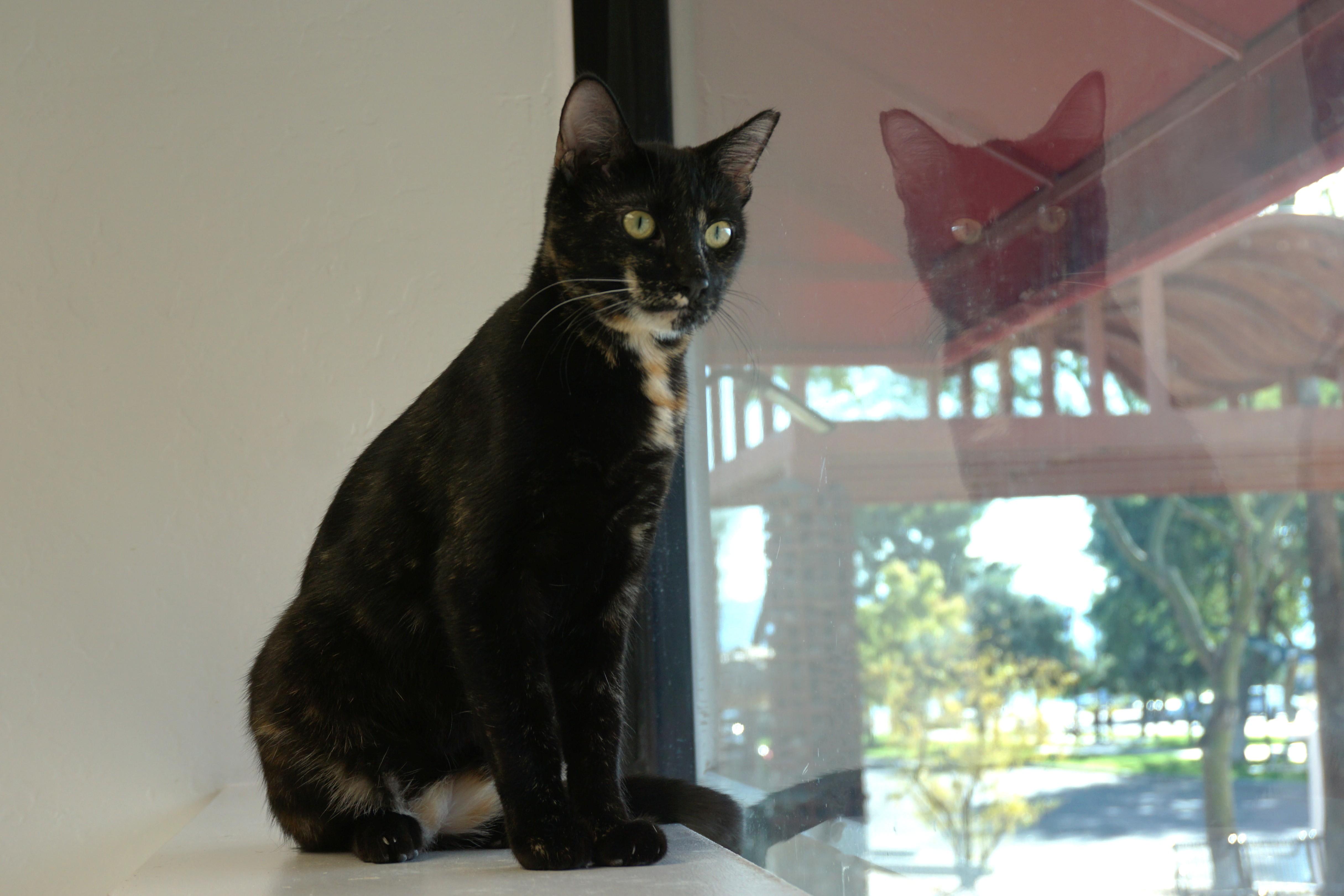 Enlarge Miami Mini, a Adoptable Domestic Short Hair in Fountain Hills, AZ image 2/6