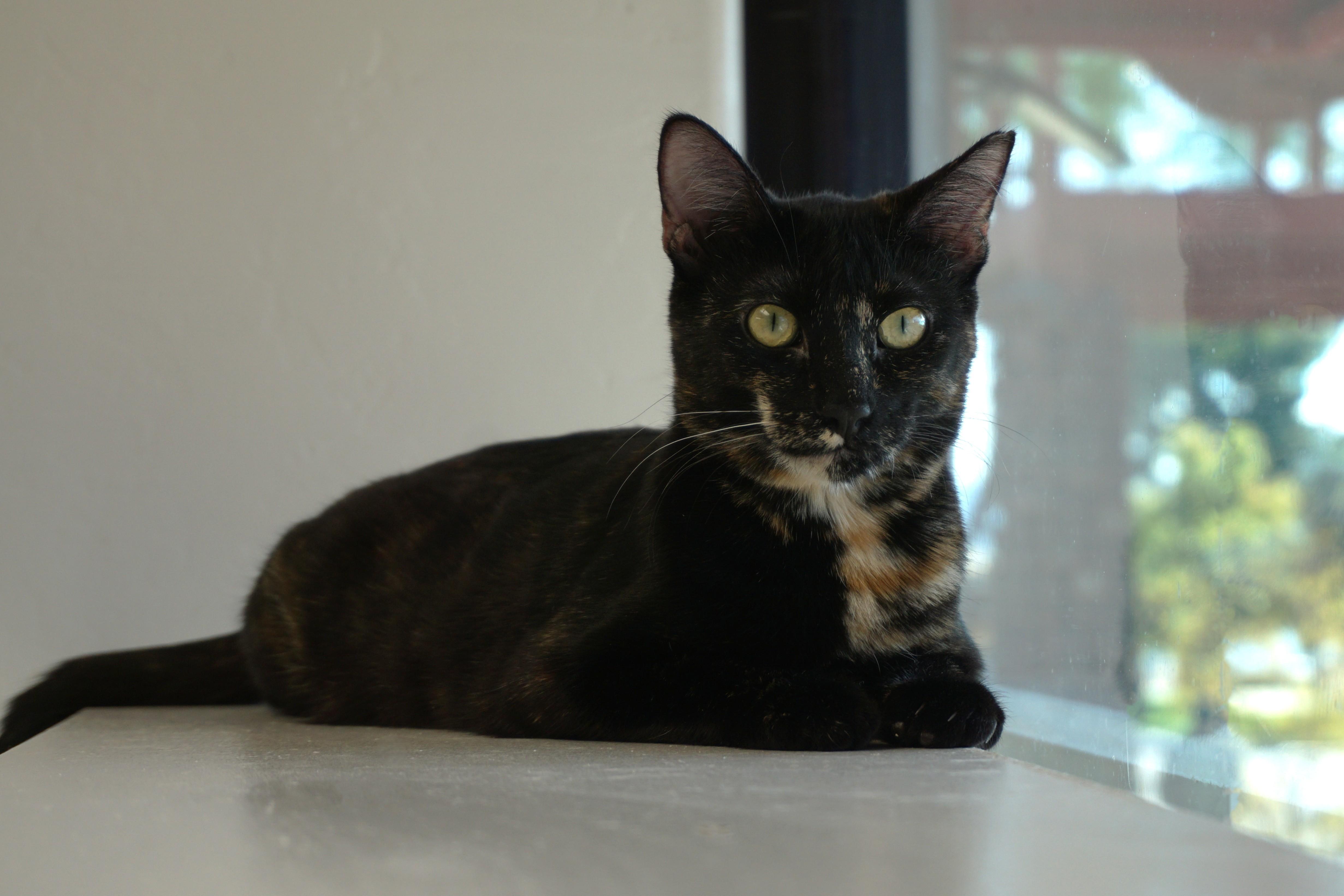 Enlarge Miami Mini, a Adoptable Domestic Short Hair in Fountain Hills, AZ image 3/6