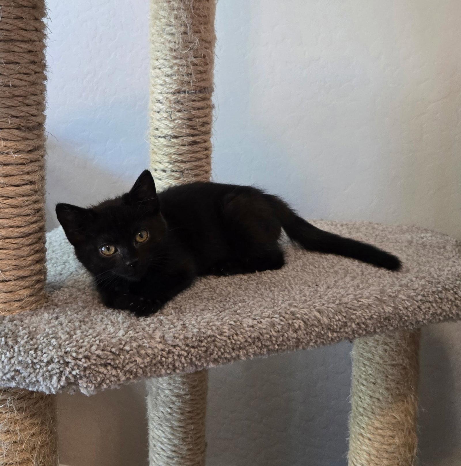 Enlarge Dani (Purple), a Adoptable Domestic Short Hair in Queen Creek, AZ image 1/3