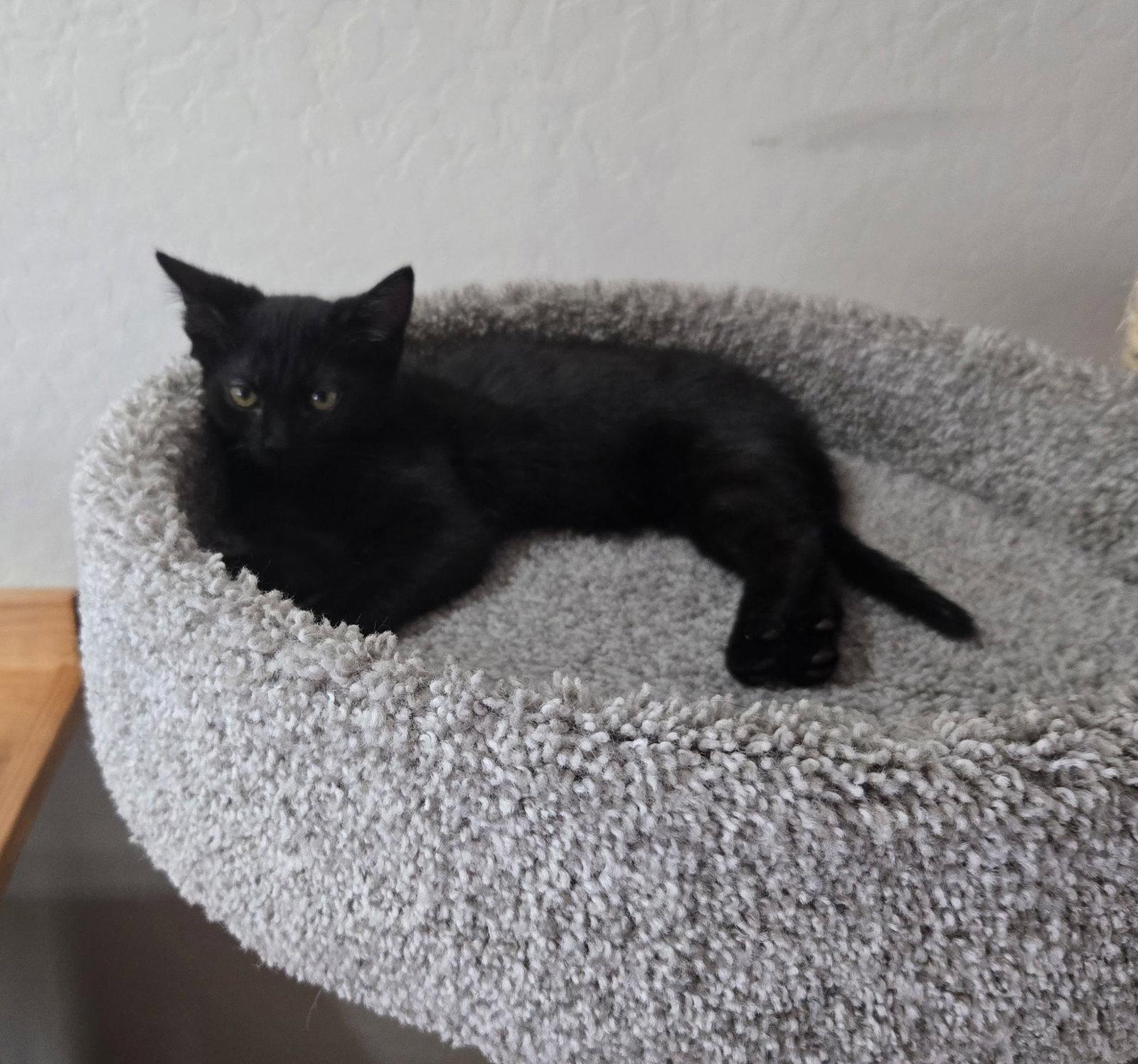 Enlarge Dani (Purple), a Adoptable Domestic Short Hair in Queen Creek, AZ image 2/3