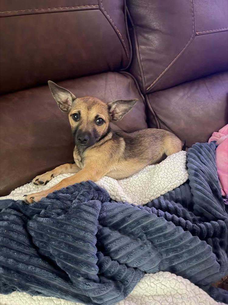 Enlarge Star, a Adoptable mixed breed in Orlando, FL image 1/3