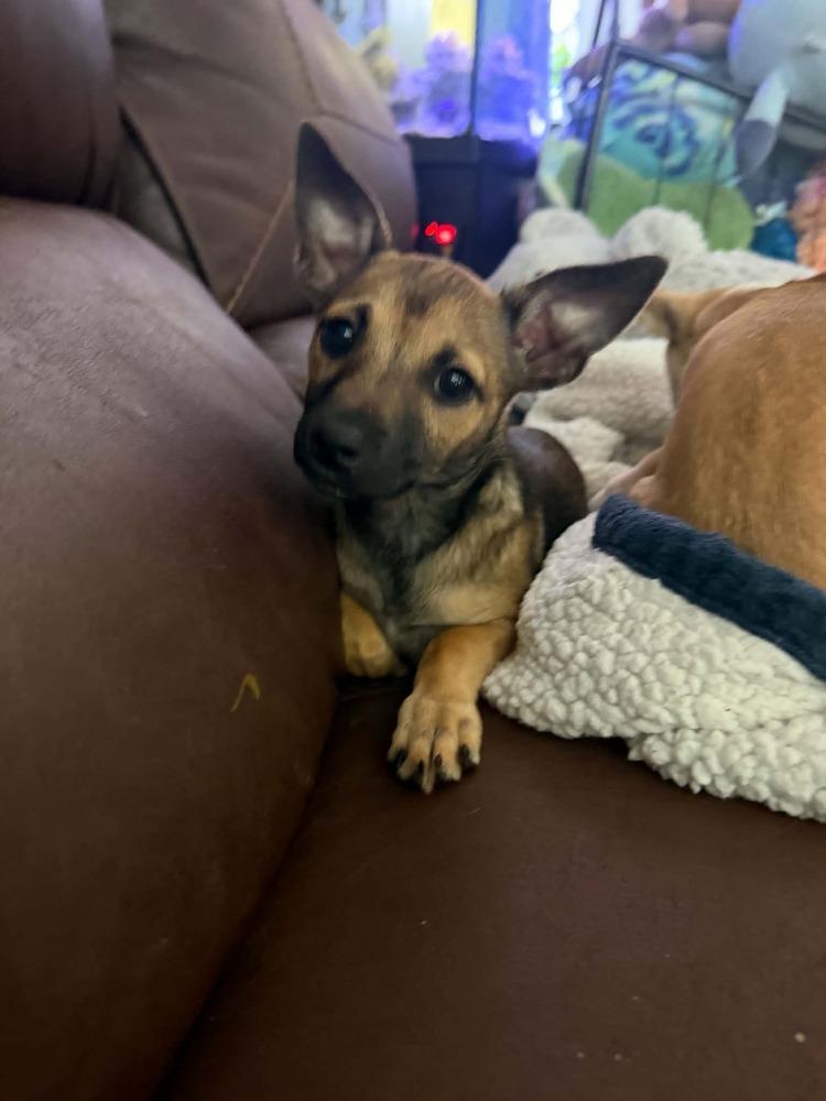 Enlarge Star, a Adoptable mixed breed in Orlando, FL image 2/3