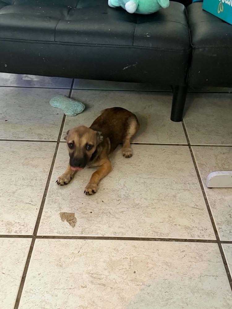 Enlarge Star, a Adoptable mixed breed in Orlando, FL image 3/3
