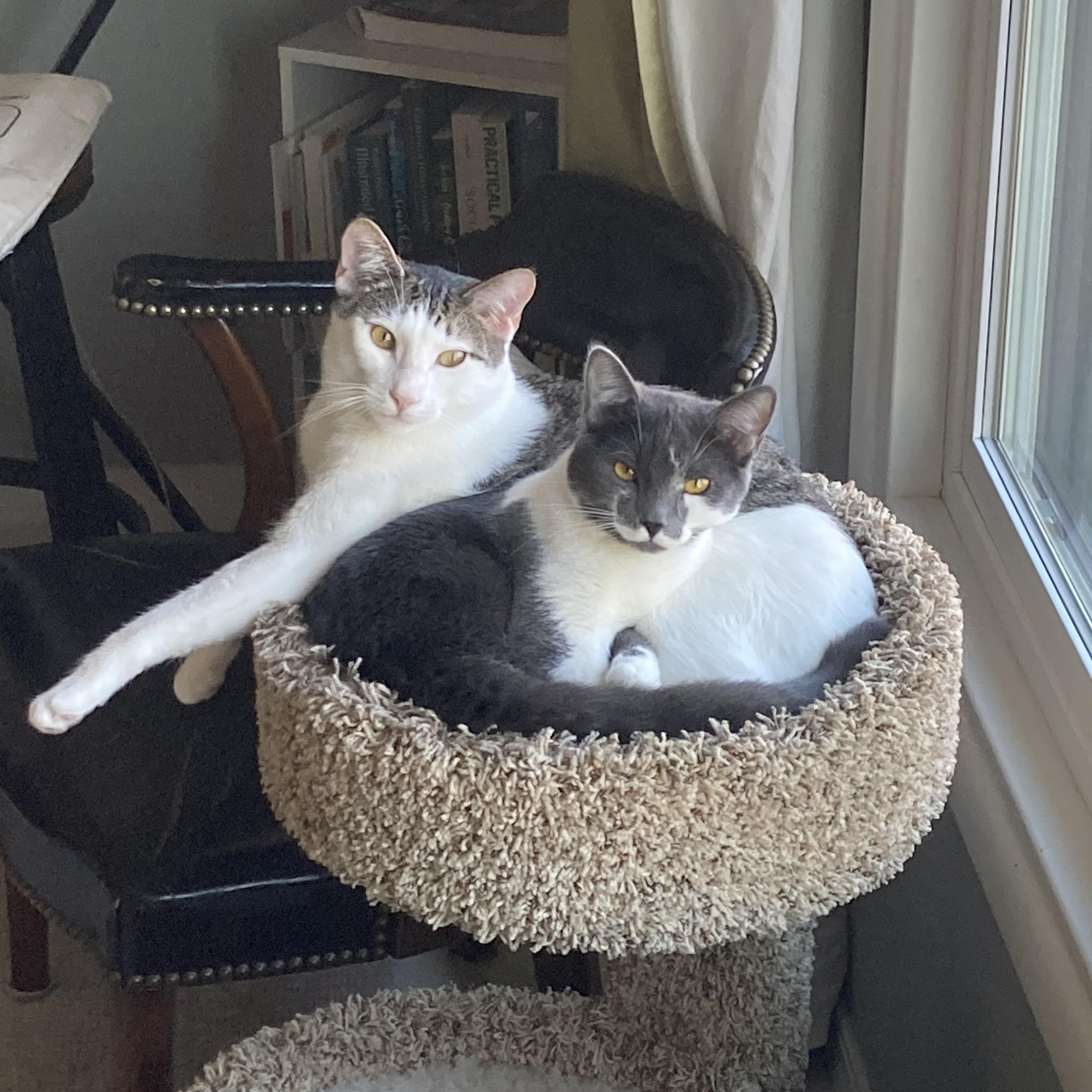 Enlarge Douglas Aster, a Adoptable mixed breed in Springfield, OR image 4/6