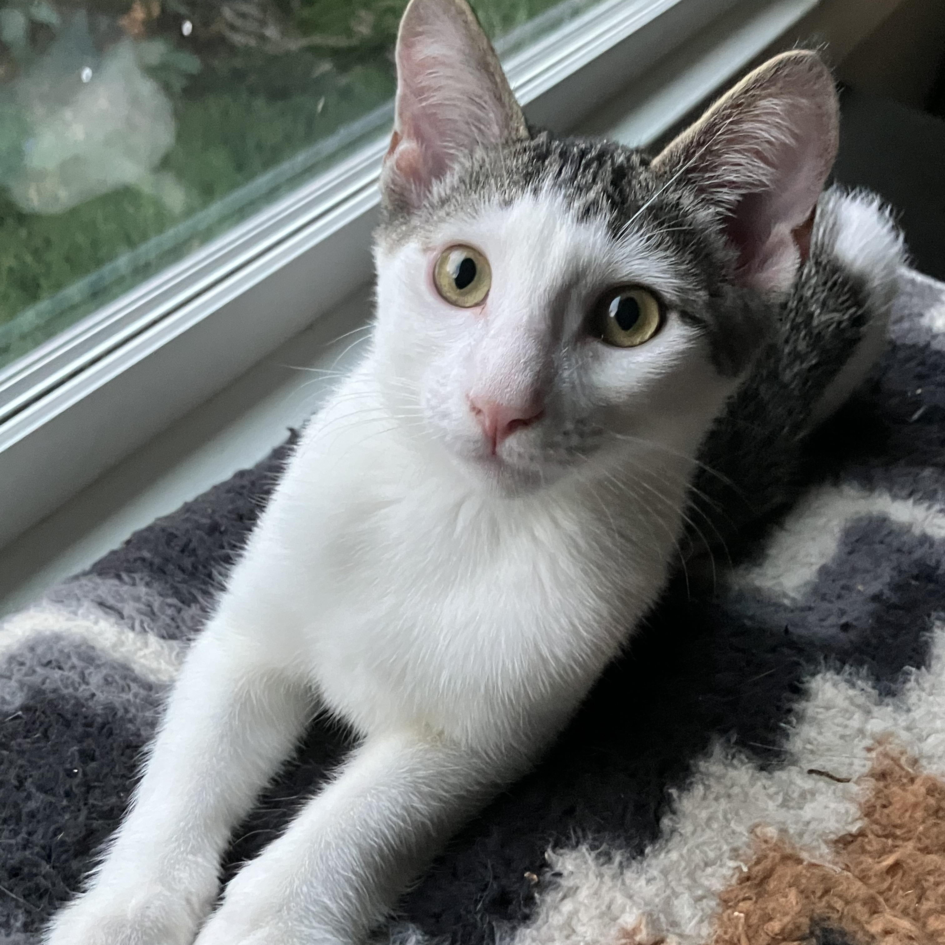 Enlarge Douglas Aster, a Adoptable mixed breed in Springfield, OR image 1/6