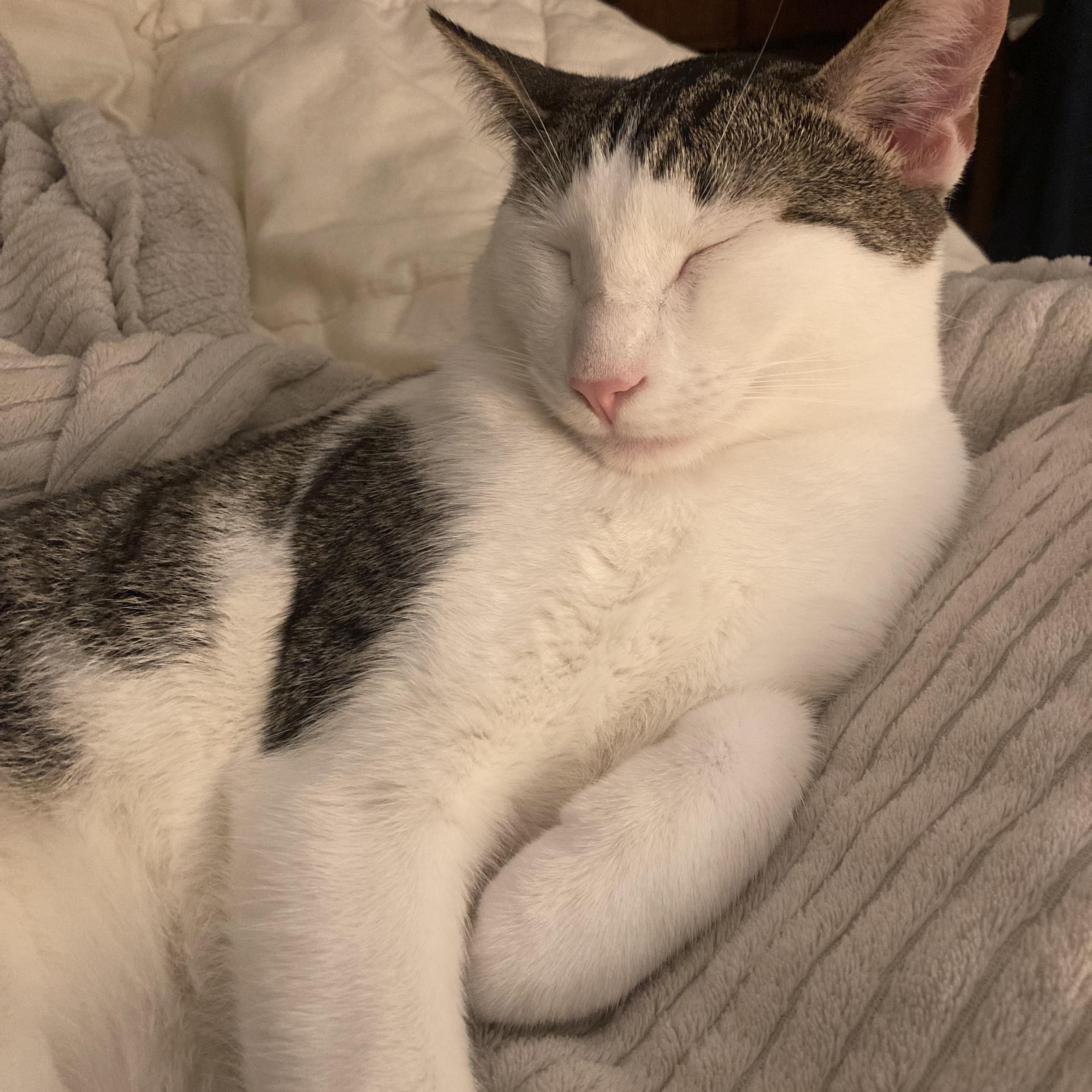 Enlarge Douglas Aster, a Adoptable mixed breed in Springfield, OR image 3/6